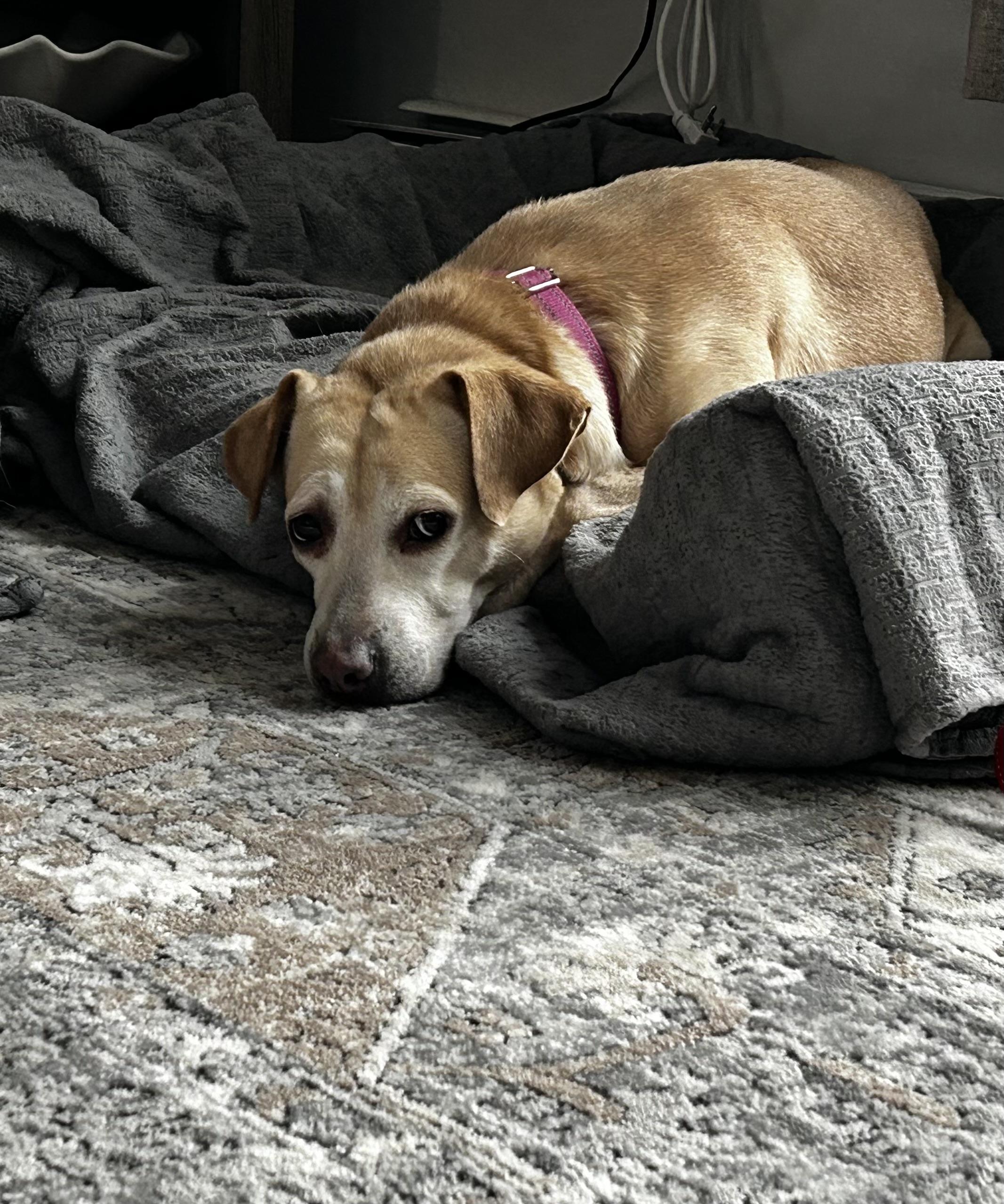 Bridget, Adoptable, Adult Female Labrador Retriever & Yellow Labrador Retriever.