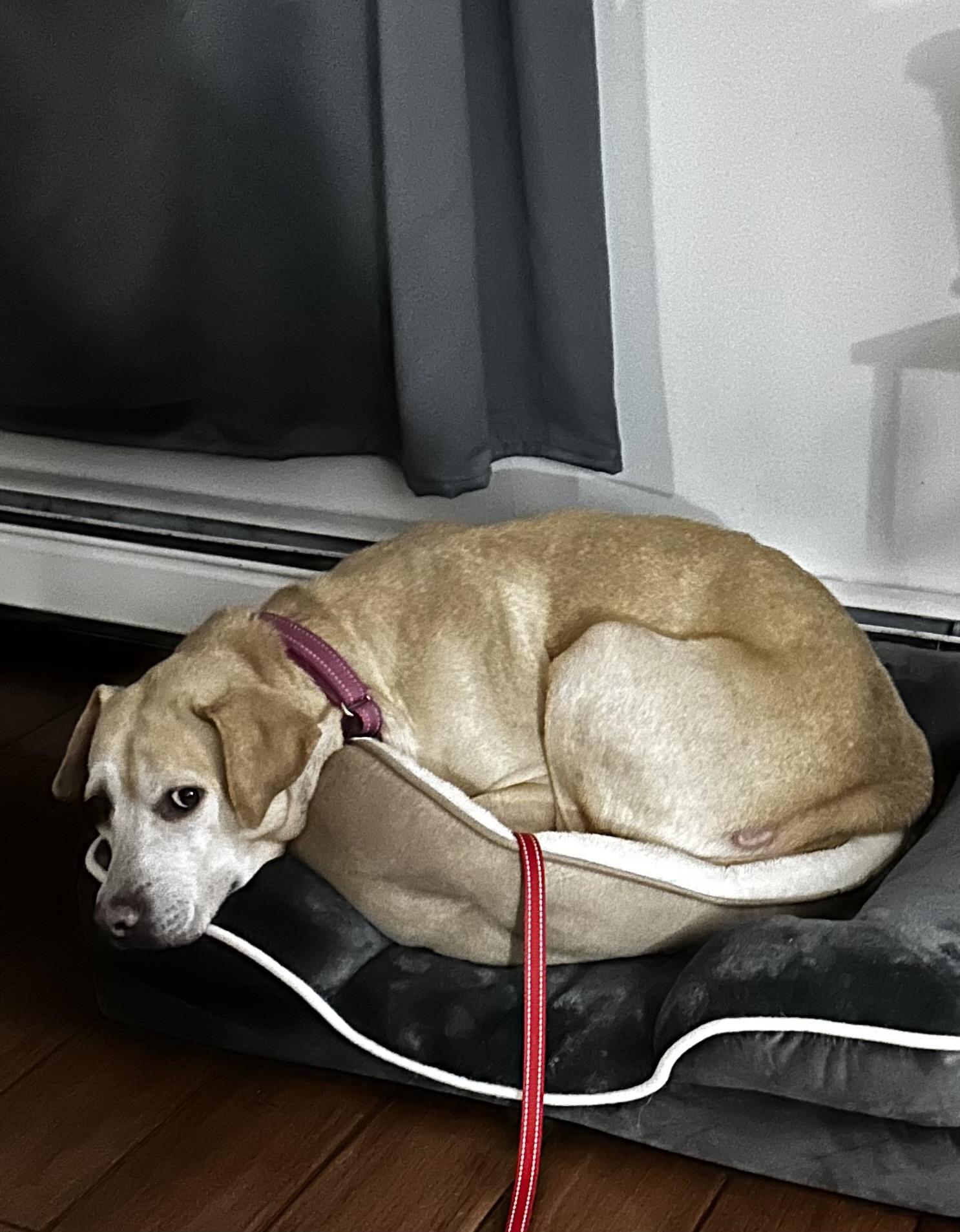 Bridget, a Adoptable mixed breed in Albany, NY image 3/6