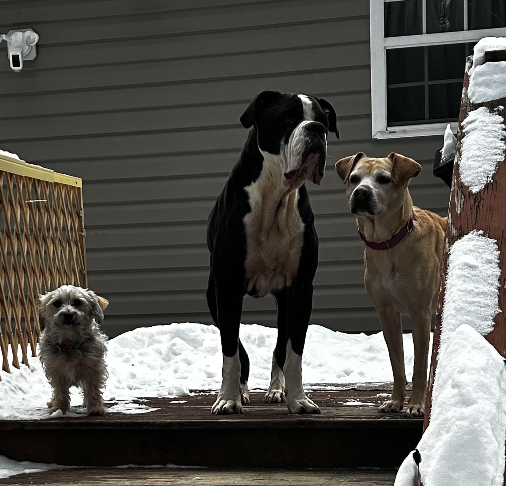 Bridget, a Adoptable mixed breed in Albany, NY image 4/6