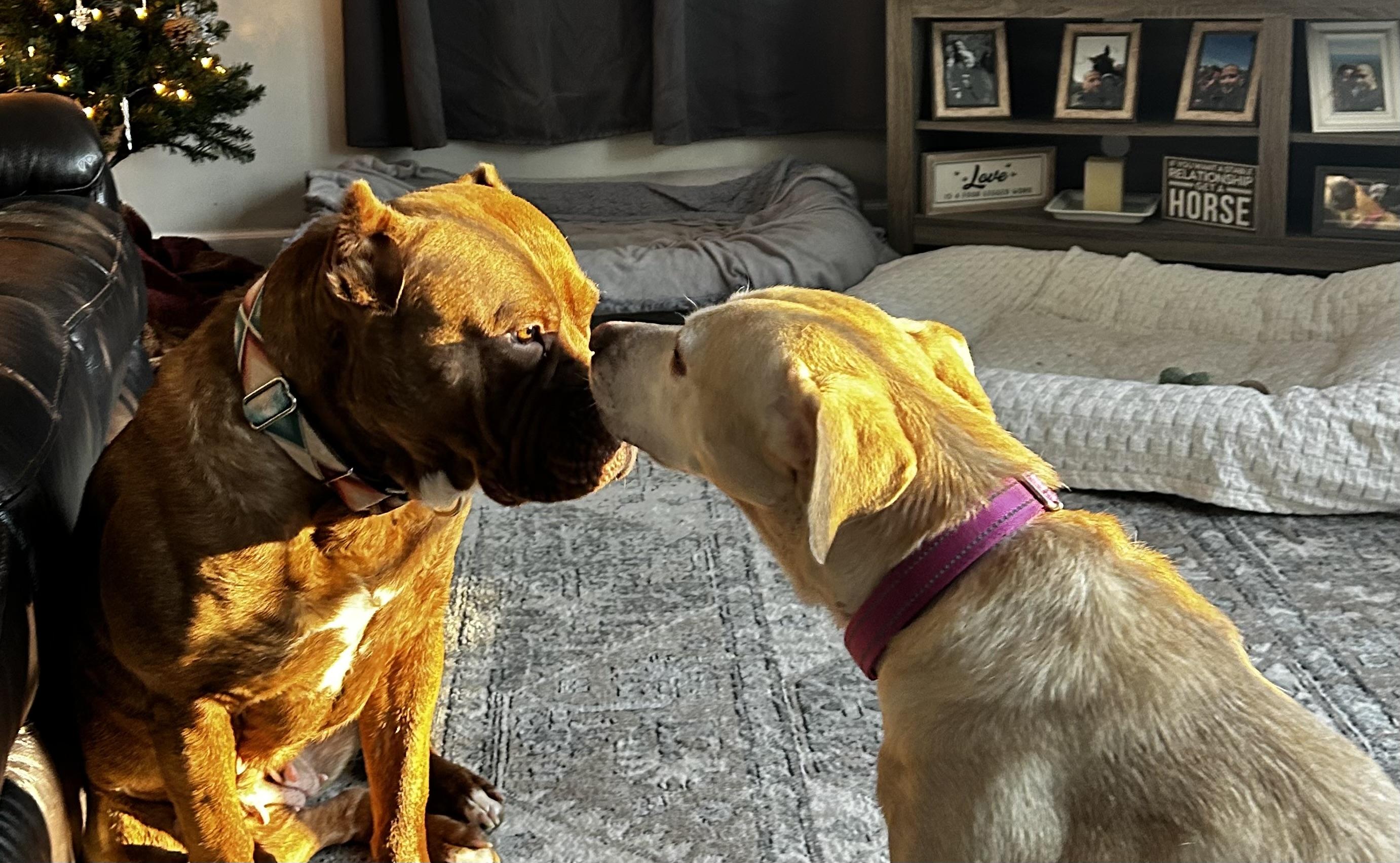 Bridget, a Adoptable mixed breed in Albany, NY image 5/6