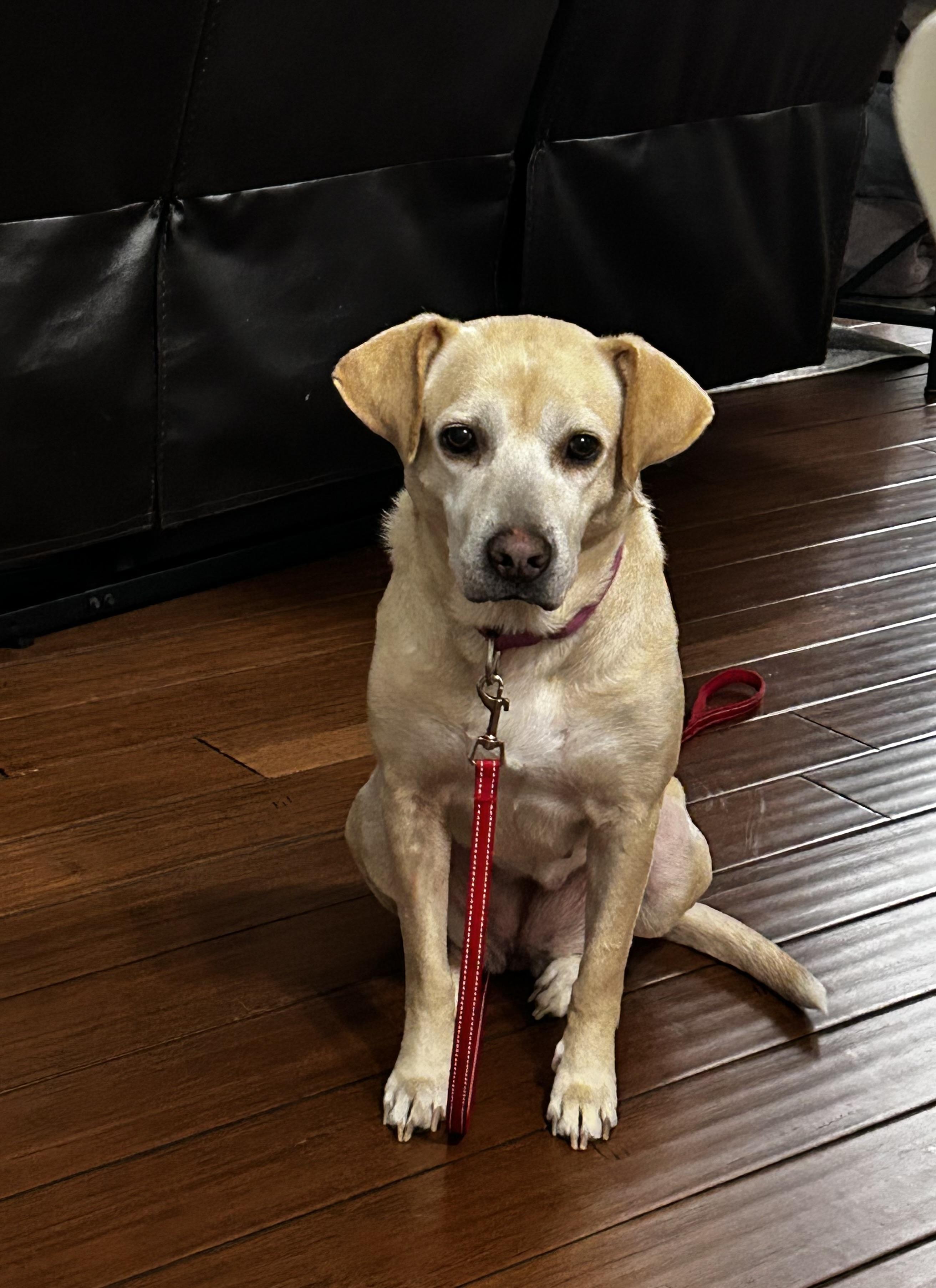 Bridget, a Adoptable mixed breed in Albany, NY image 6/6