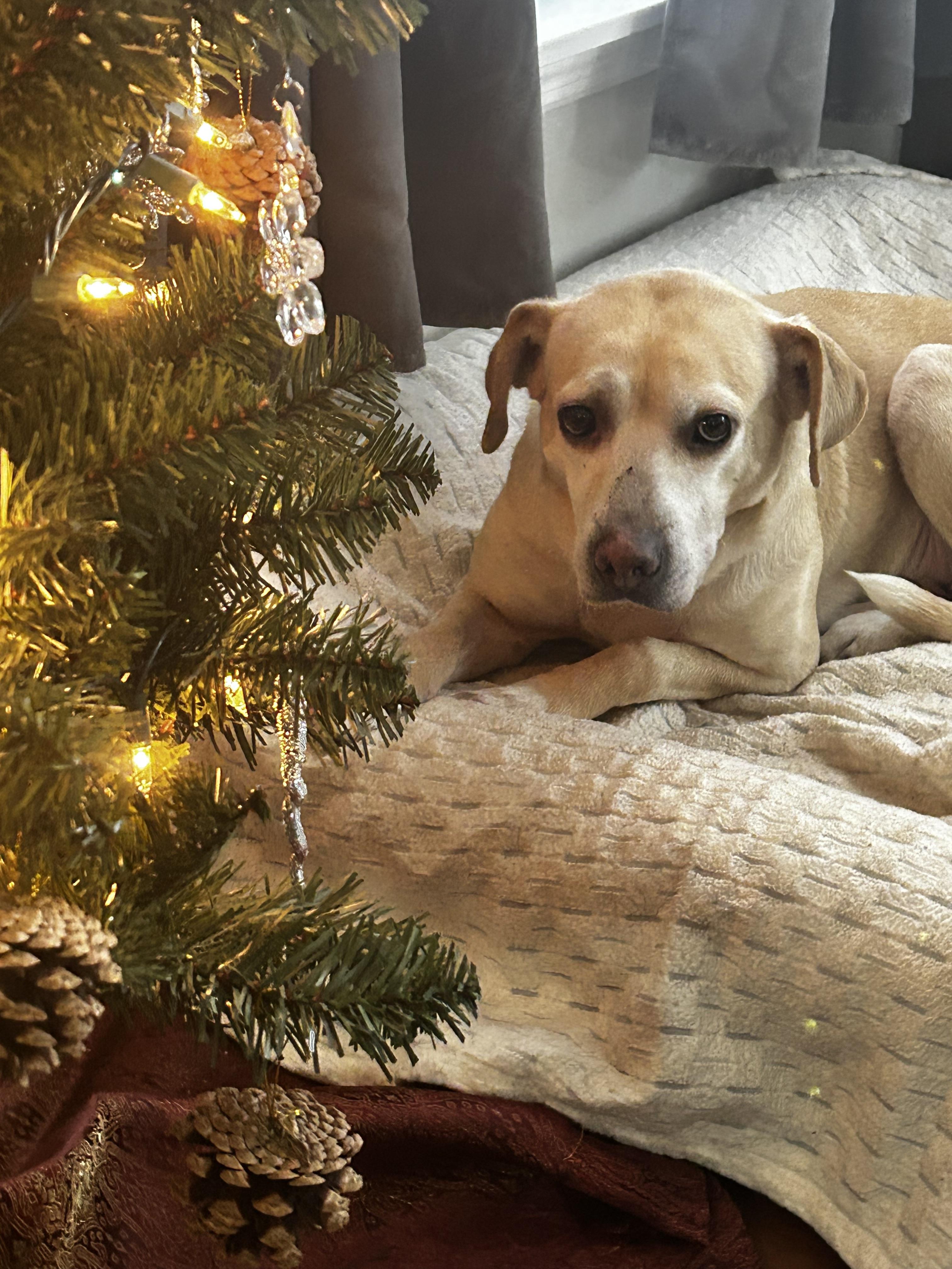 Enlarge Bridget, a Adoptable mixed breed in Albany, NY image 6/6