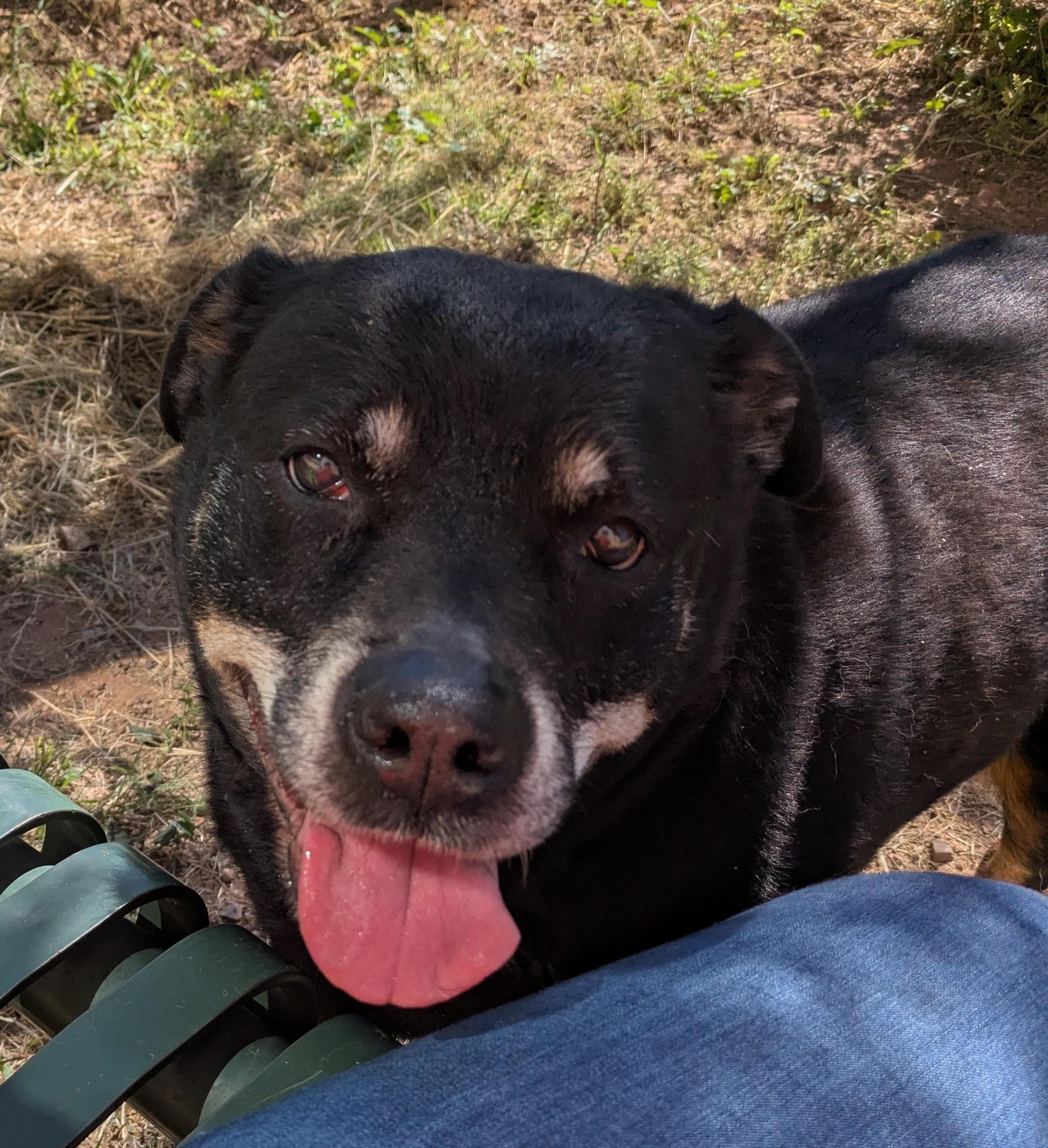 Enlarge Ruth, a Adoptable Rottweiler in Bisbee, AZ image 1/1