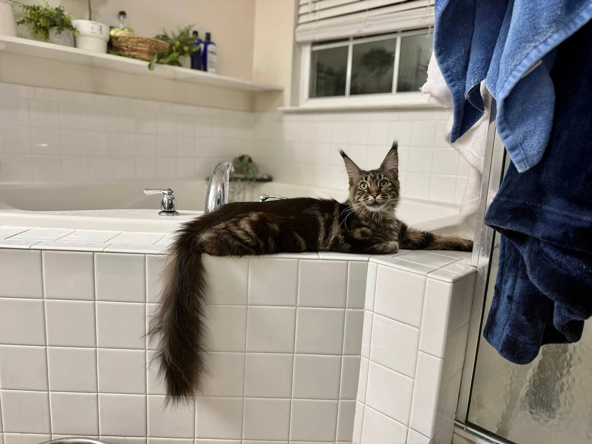 Enlarge Rimmel, a ADOPTABLE Maine Coon in Manchester, MD image 2/3