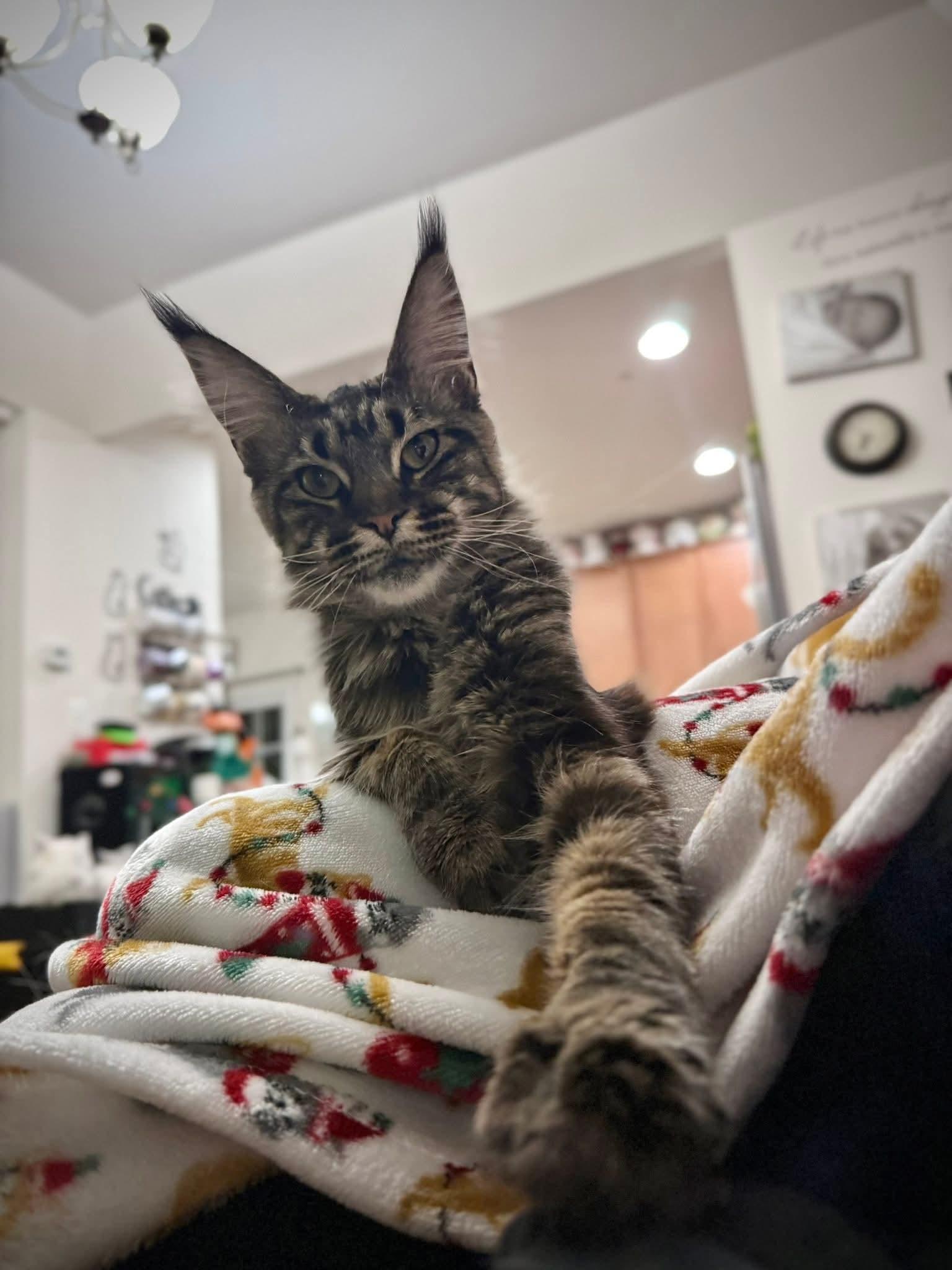 Enlarge Rimmel, a ADOPTABLE Maine Coon in Manchester, MD image 3/3