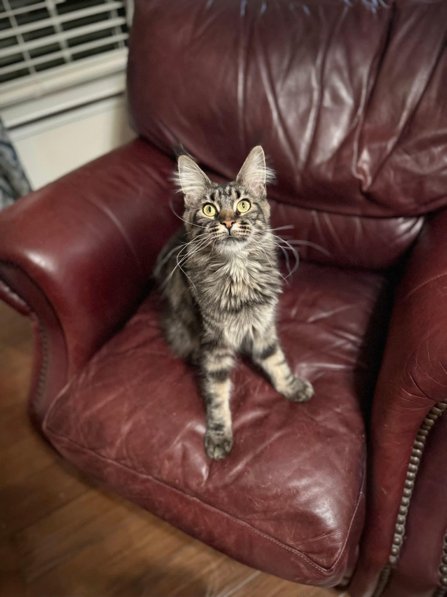Rimmel, ADOPTABLE, Young Female Maine Coon.