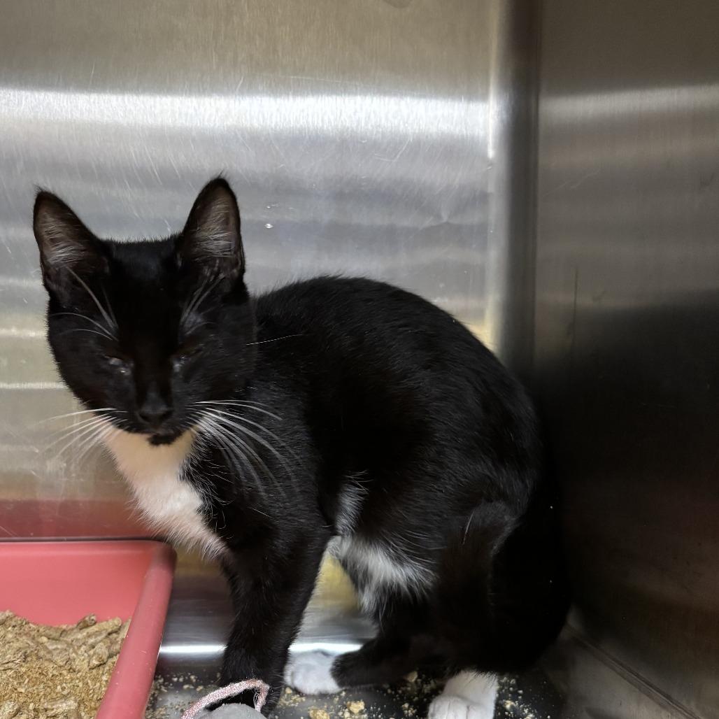 Figaro, Adoptable, Young Male Domestic Short Hair.