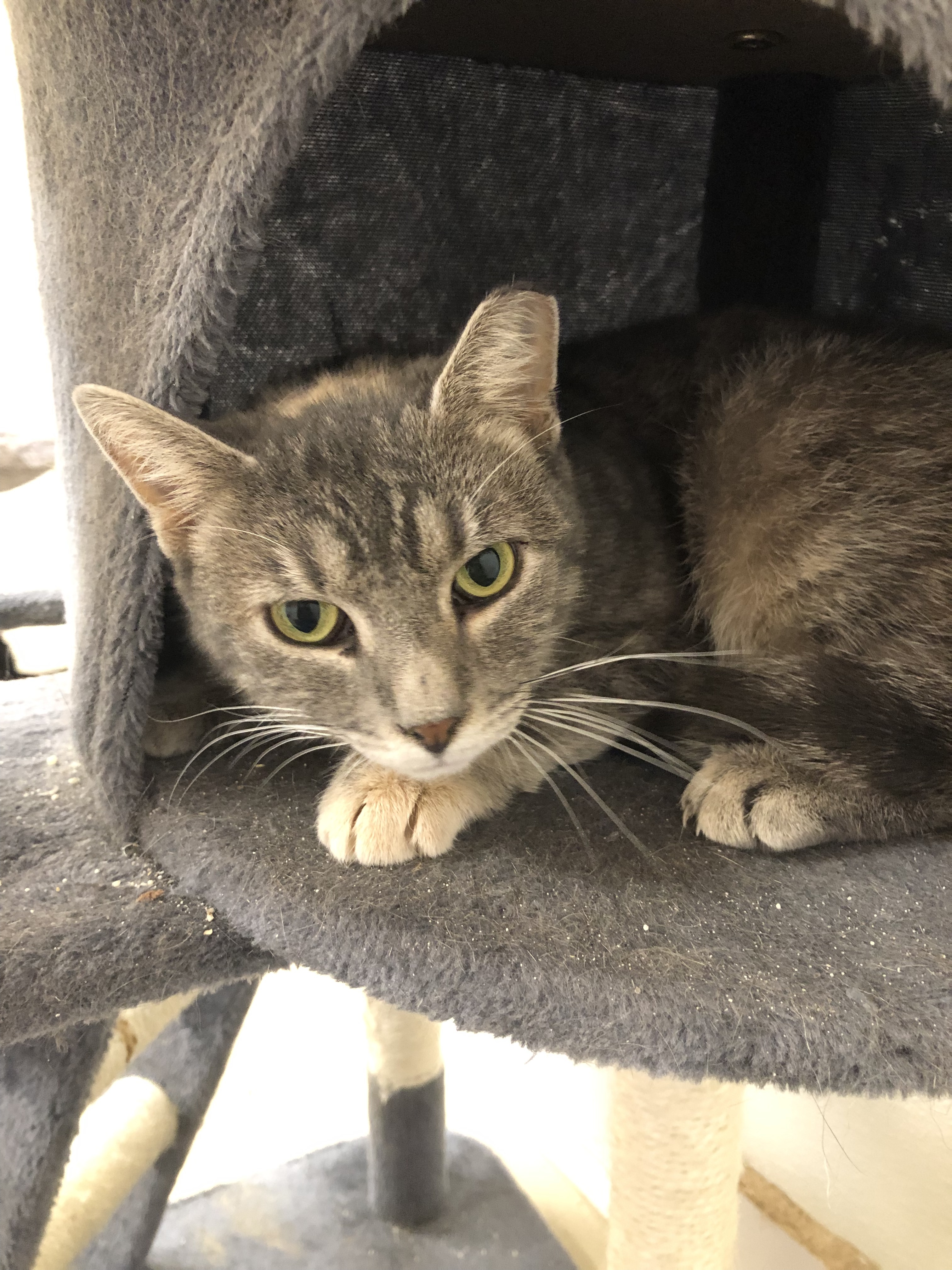 Venus (FELV+), Adoptable, Adult Female Domestic Short Hair.