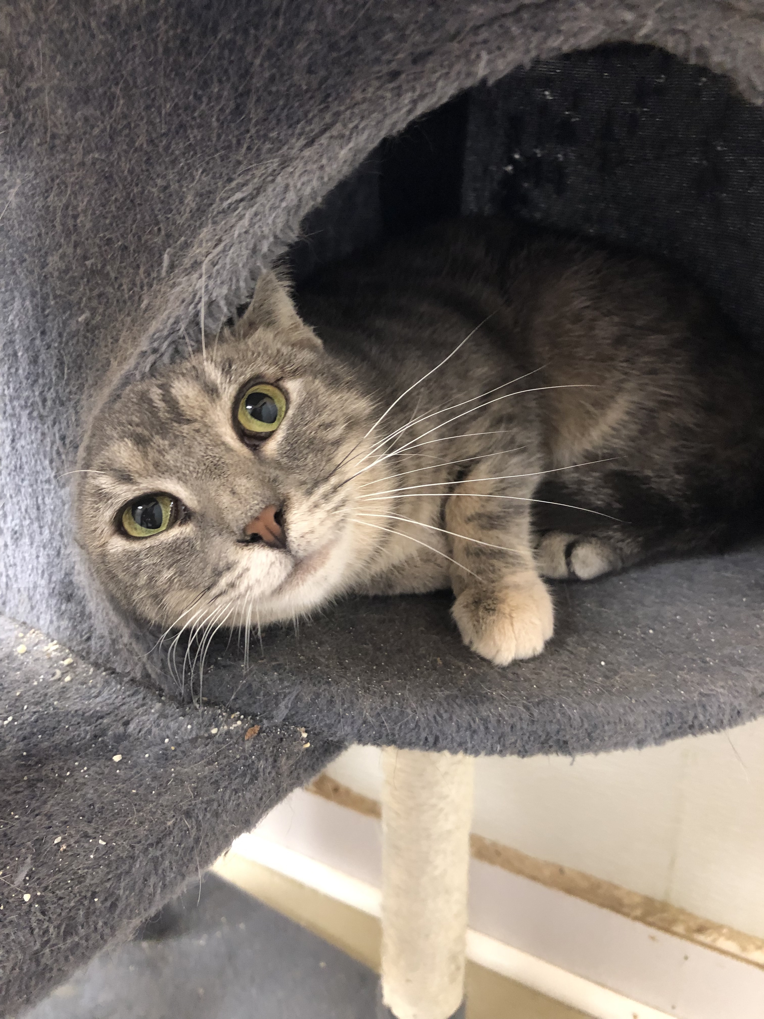 Enlarge Venus (FELV+), a Adoptable Domestic Short Hair in Gouldsboro, PA image 2/6