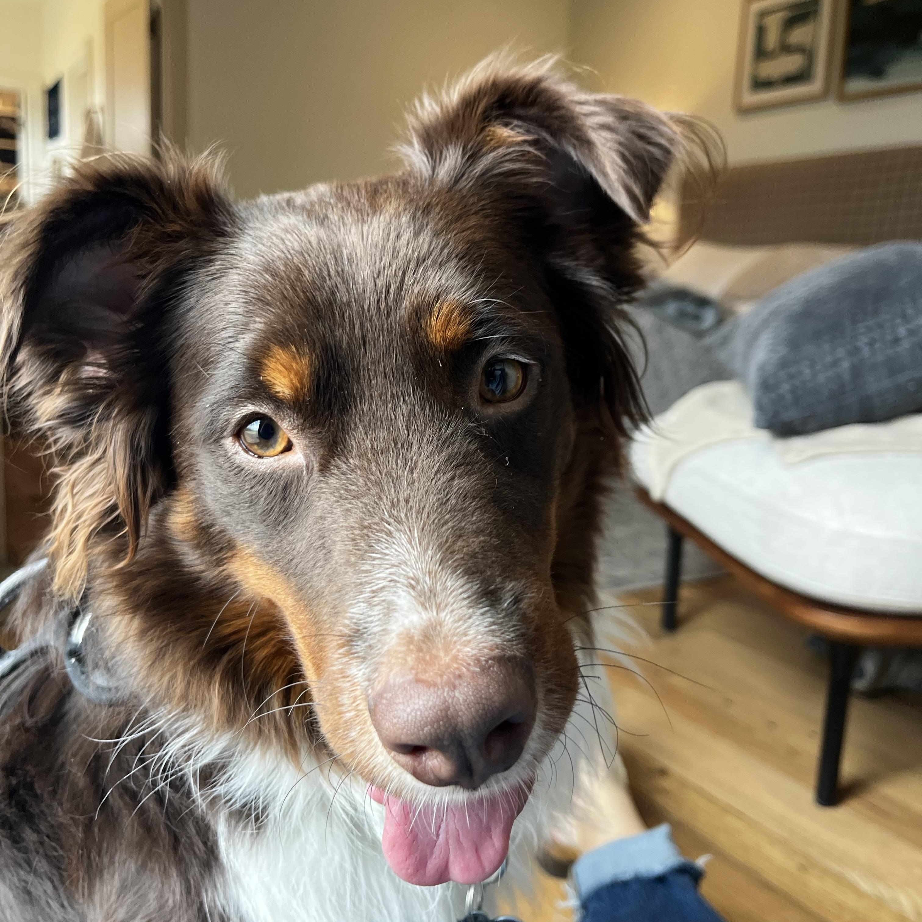 Enlarge Dennis, a Adoptable Australian Shepherd in Alexandria, VA image 6/6