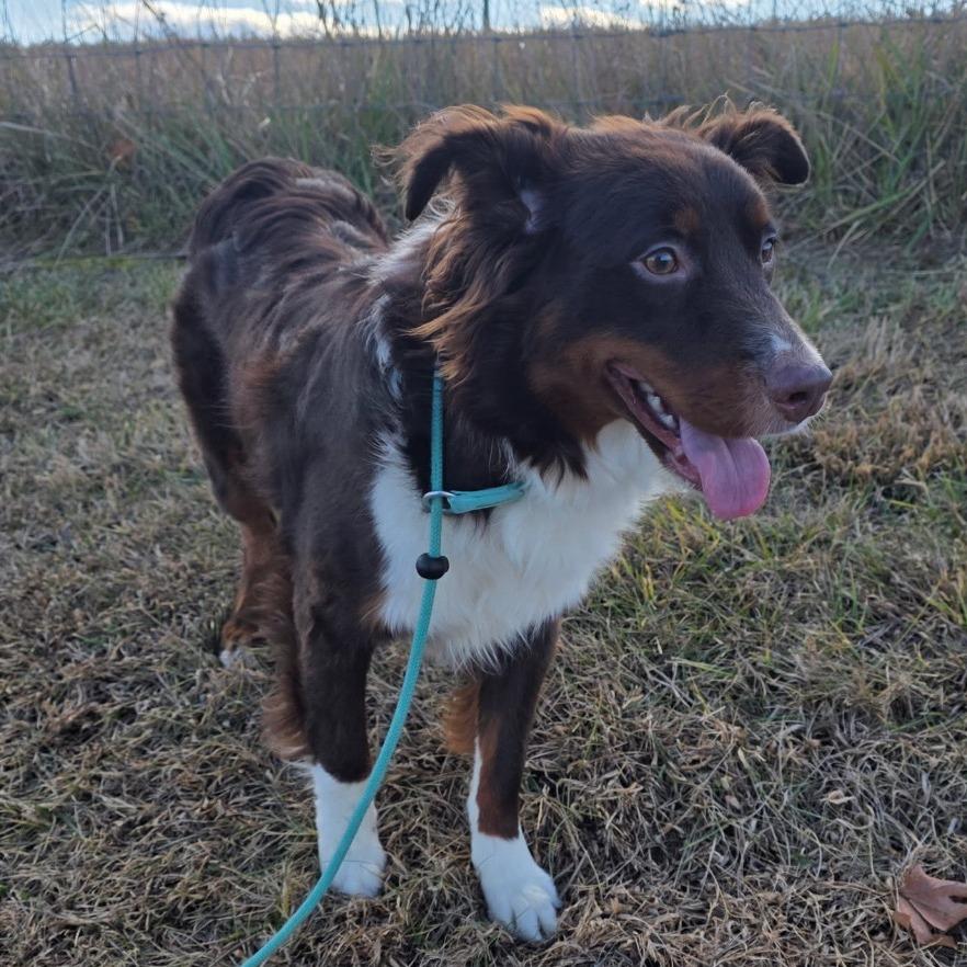 Enlarge Dennis, a Adoptable Australian Shepherd in Alexandria, VA image 1/4
