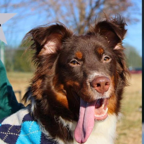 Enlarge Dennis, a Adoptable Australian Shepherd in Alexandria, VA image 2/4