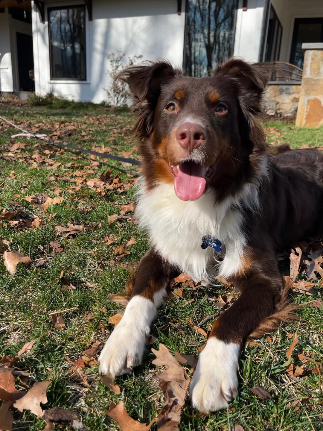Dennis, Adoptable, Young Male Australian Shepherd.
