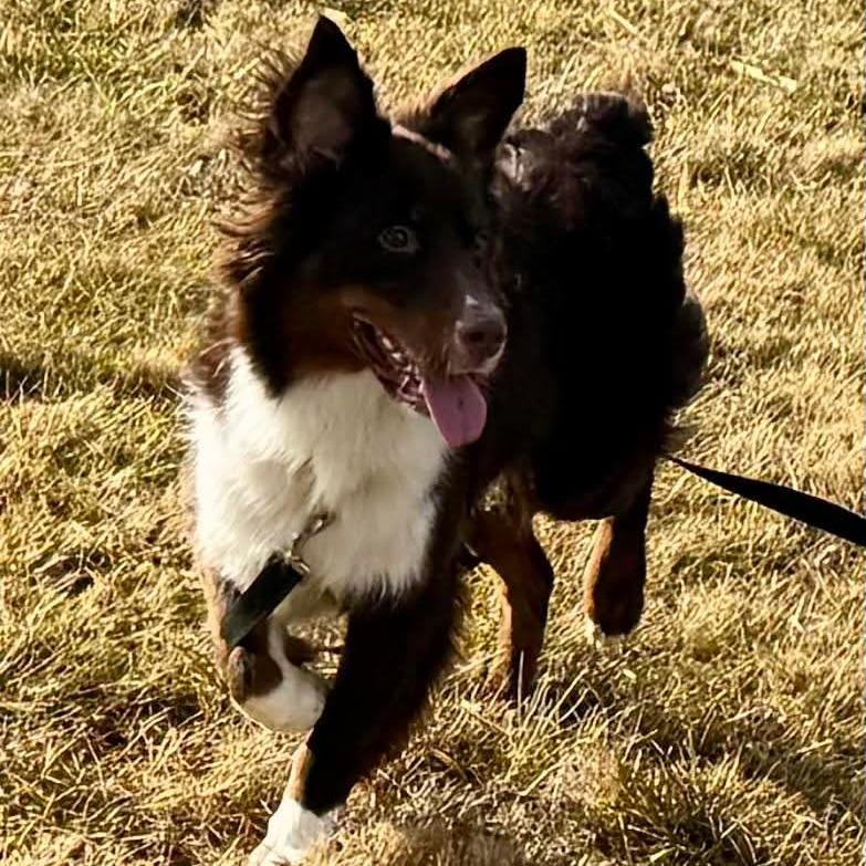 Enlarge Dennis, a Adoptable Australian Shepherd in Alexandria, VA image 3/4