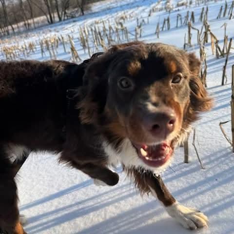 Enlarge Dennis, a Adoptable Australian Shepherd in Alexandria, VA image 4/4