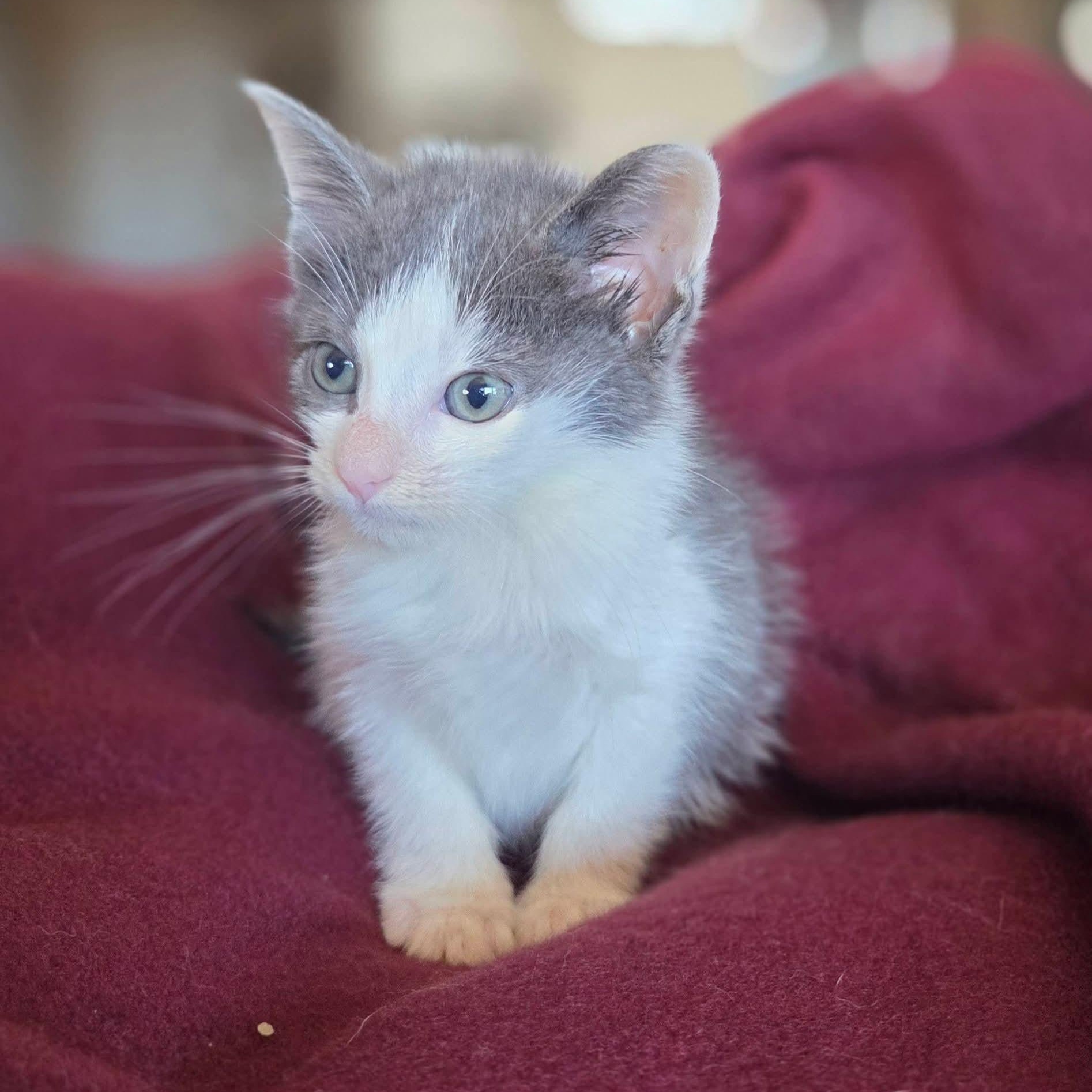 Elvira, a Adoptable Domestic Short Hair in Moriches, NY image 2/4