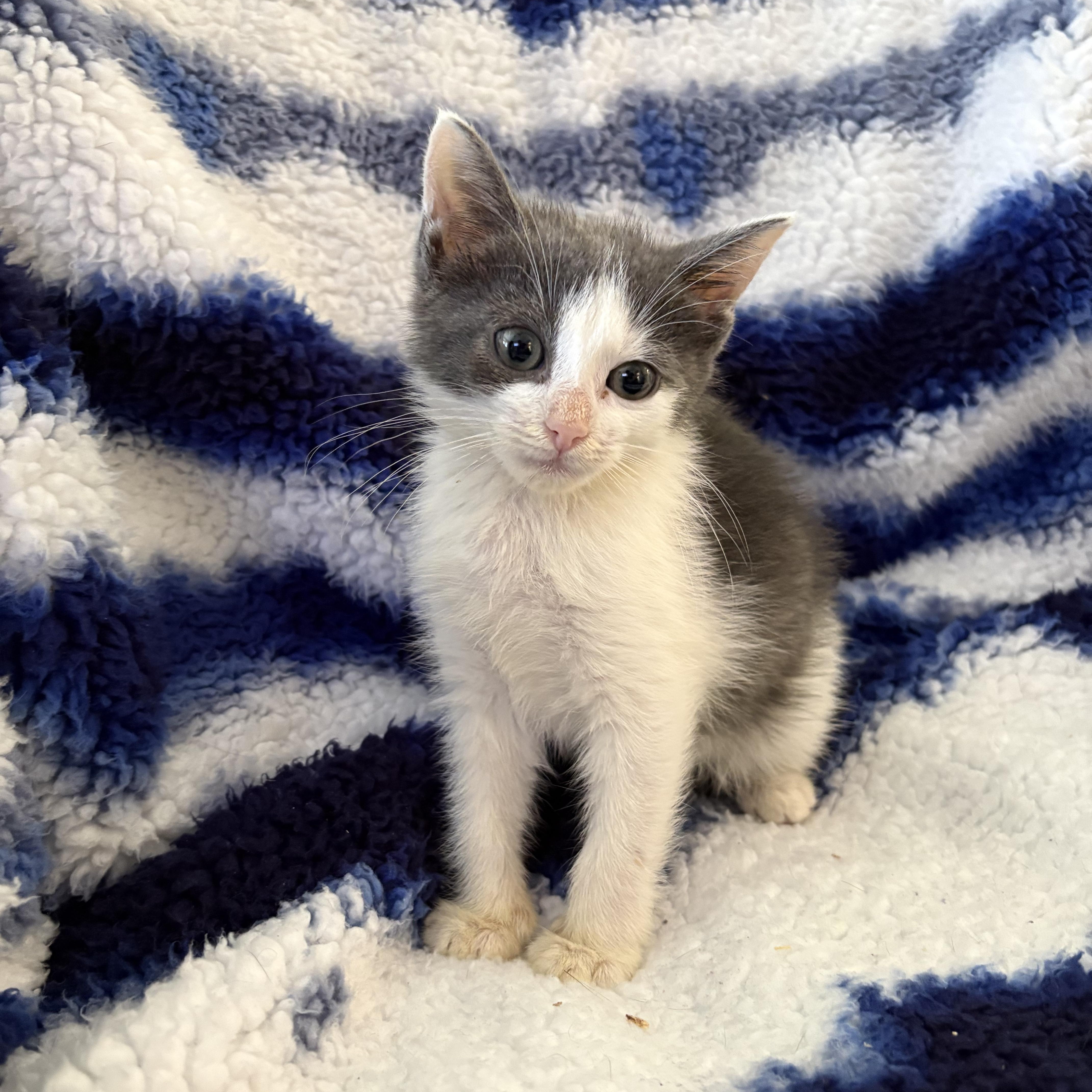 Elvira, Adoptable, Kitten Female Domestic Short Hair.