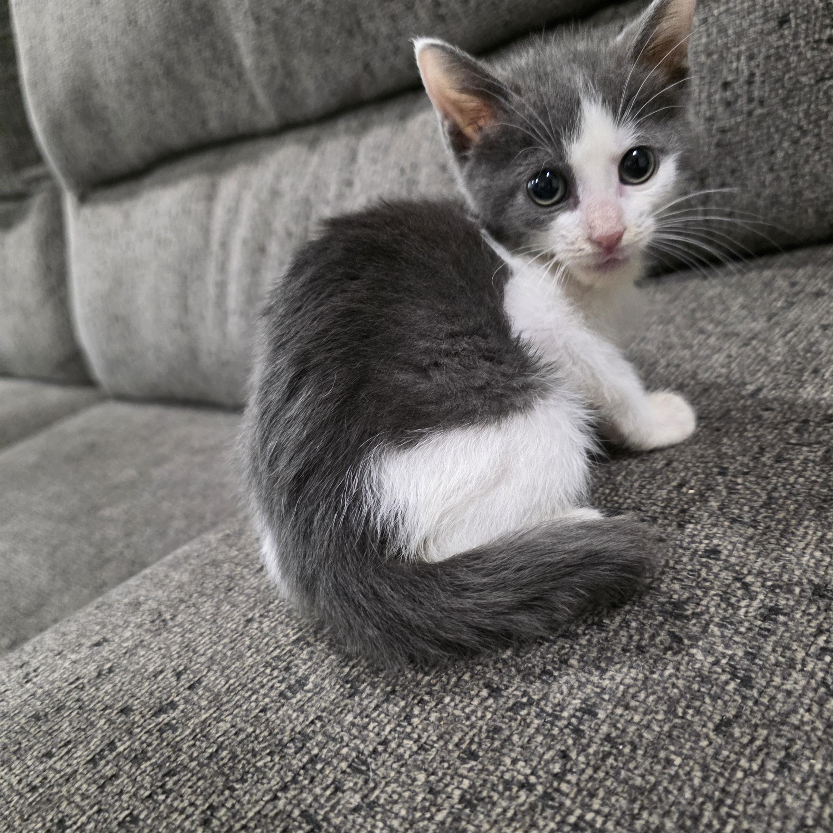 Elvira, a Adoptable Domestic Short Hair in Moriches, NY image 3/4