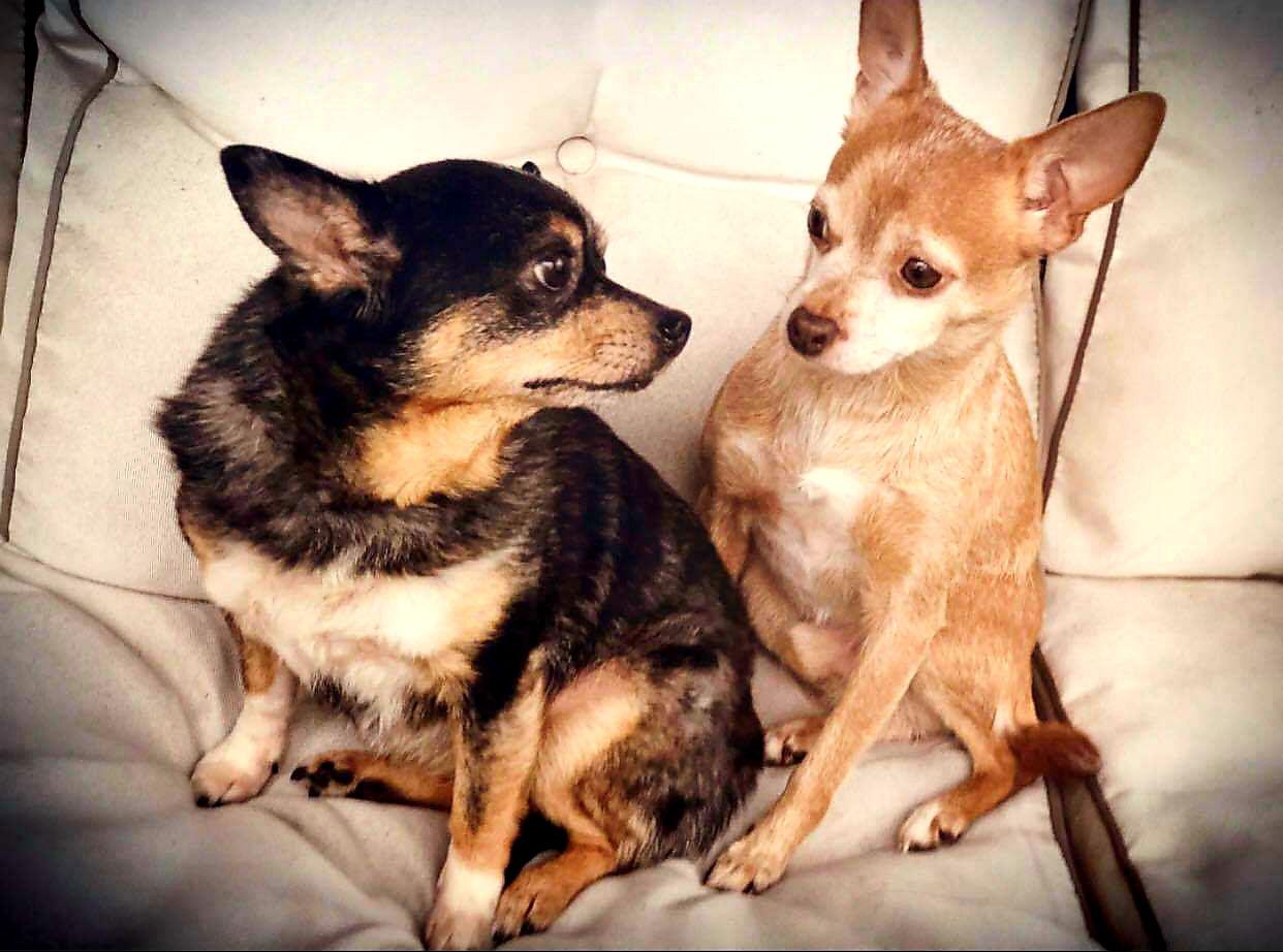 Flash and Blackie Luvs 4 Life, Adopted, Adult Male Chihuahua.