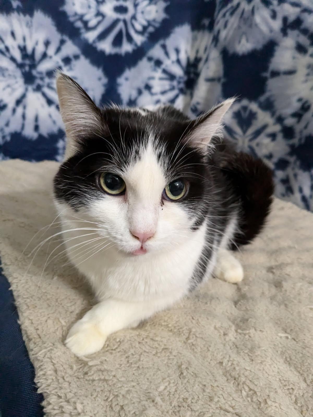 Enlarge Piper, a Adoptable Domestic Short Hair in St Paul, MN image 1/1