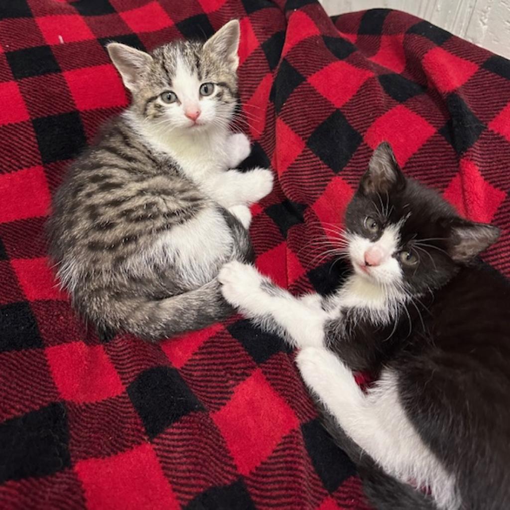 Shawn Johnson, Adoptable, Young Female Domestic Short Hair.