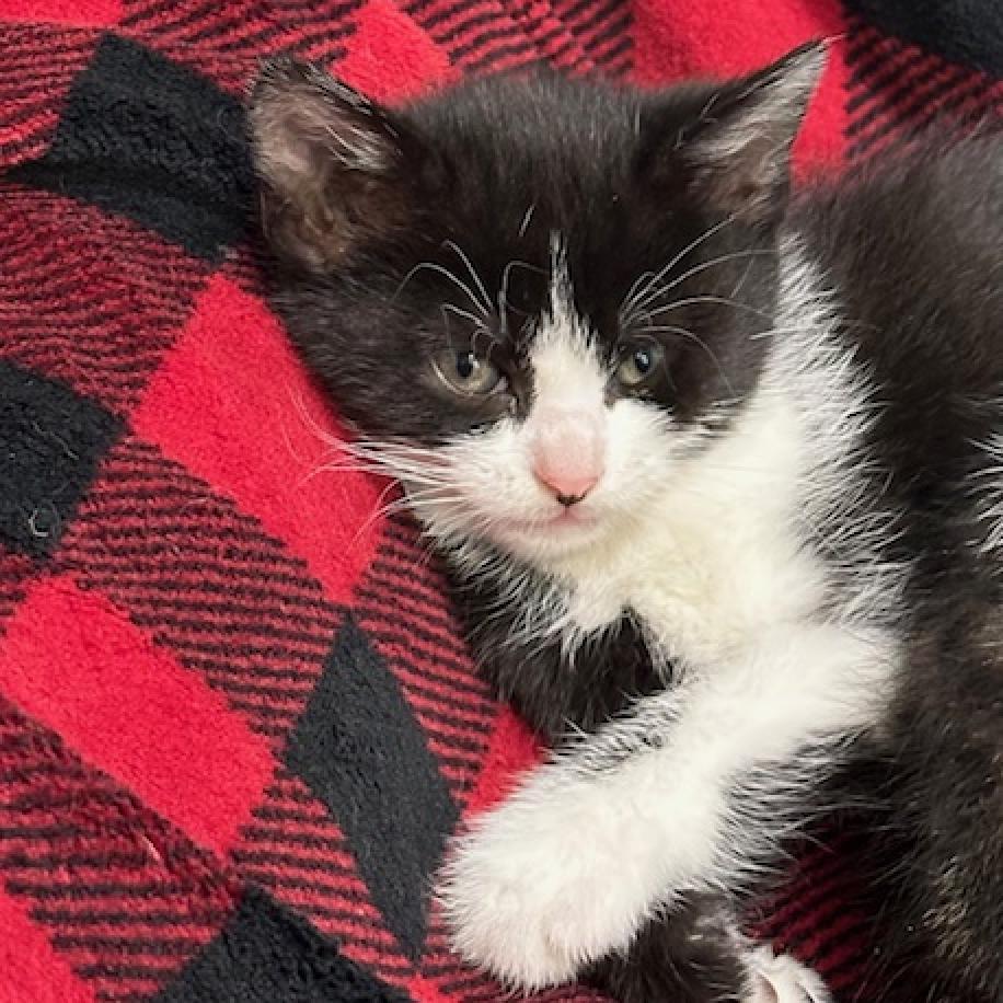 Shawn Johnson, a Adoptable Domestic Short Hair in Chariton, IA image 2/6