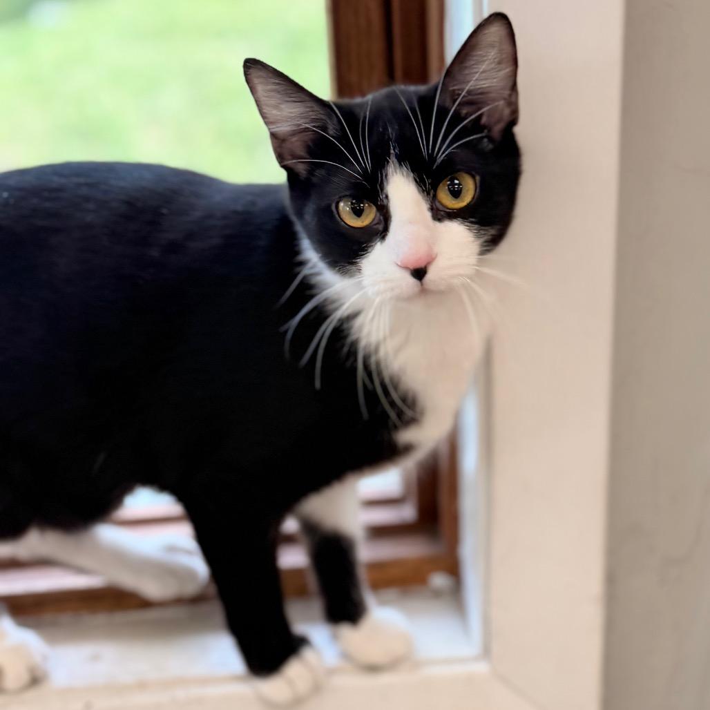 Shawn Johnson, a Adoptable Domestic Short Hair in Chariton, IA image 4/6