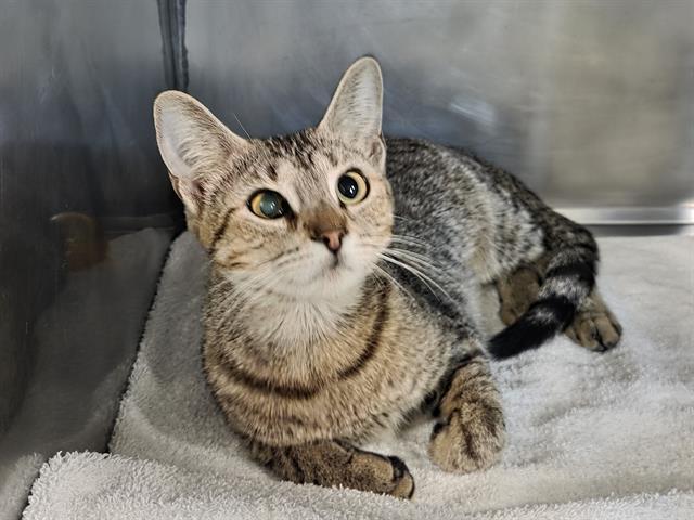 ALIX, Adoptable, Young Female Domestic Short Hair.
