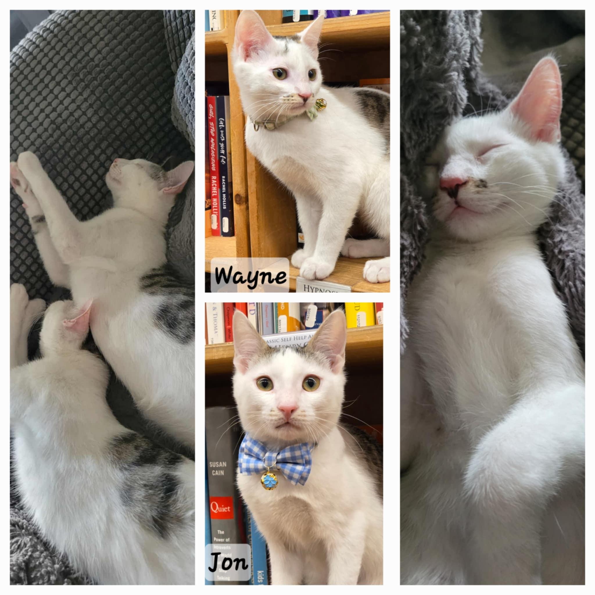 Jon & Wayne, Adoptable, Young Male Domestic Short Hair.