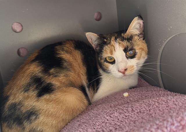 TOFFEE, Adoptable, Young Female Domestic Short Hair.