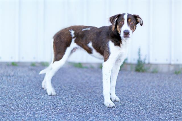 SUNNY, Adoptable, Young Male English Springer Spaniel & Pointer.