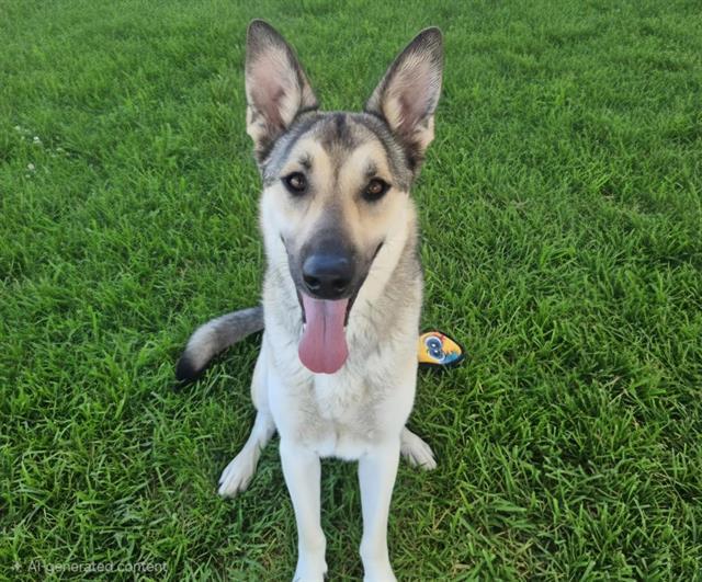 DRACO, Adoptable, Adult Male German Shepherd Dog & Mixed Breed.
