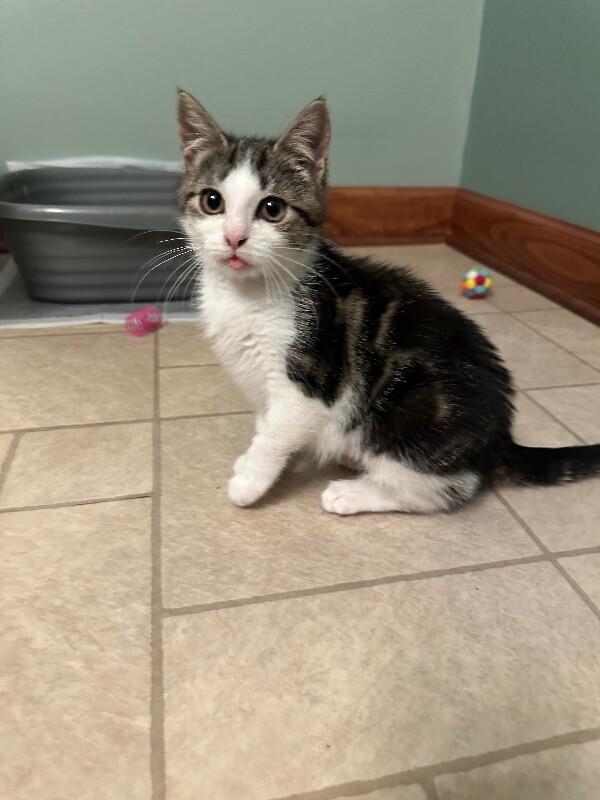 Nutmeg — thumbnail 2