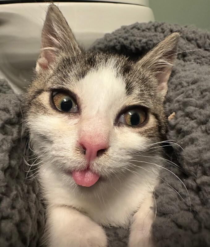 Nutmeg — thumbnail 3