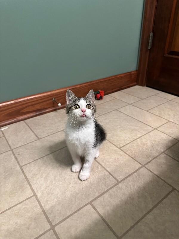 Nutmeg — thumbnail 4