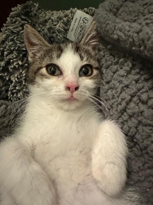 Nutmeg — thumbnail 5