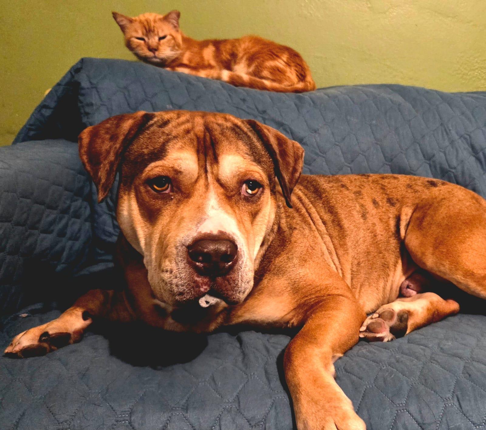 Gus , an adoptable mixed breed in Navarre, FL image 1/6