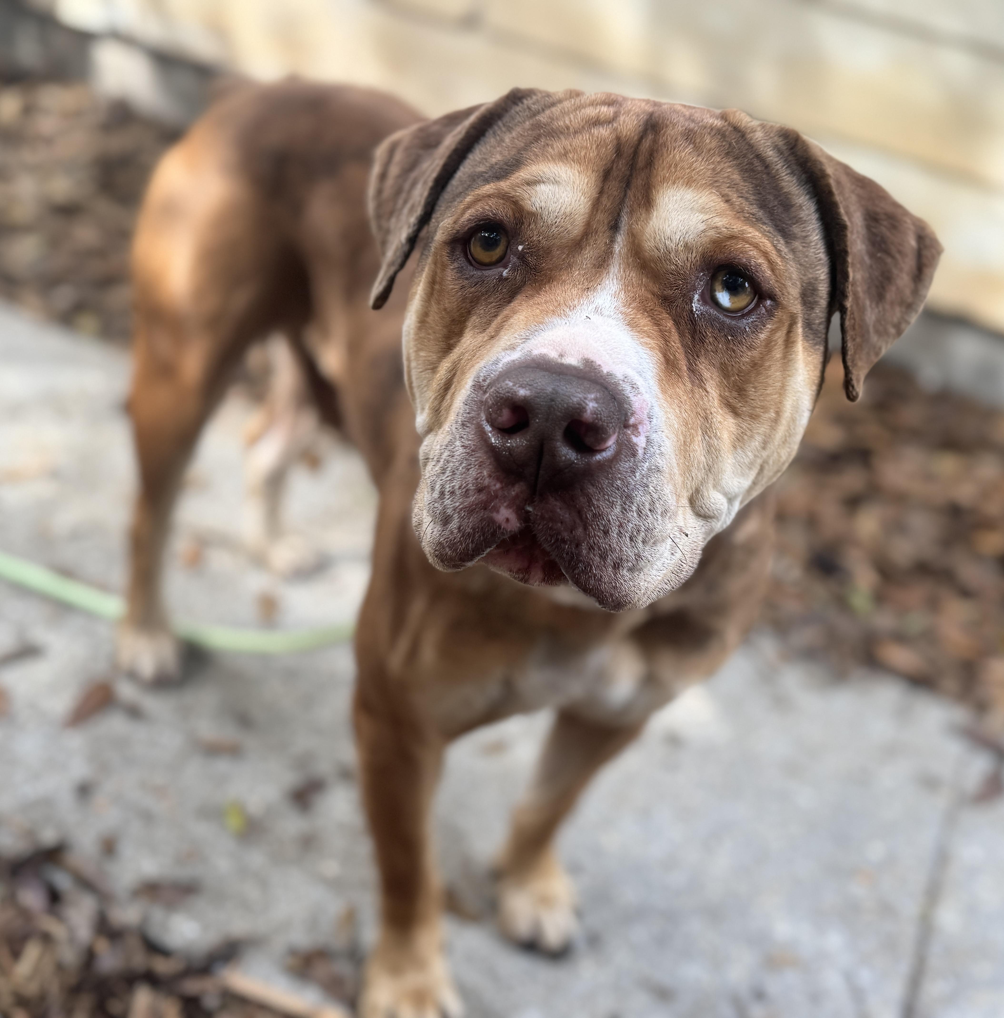 Enlarge Augustus , a ADOPTABLE mixed breed in Navarre, FL image 1/5
