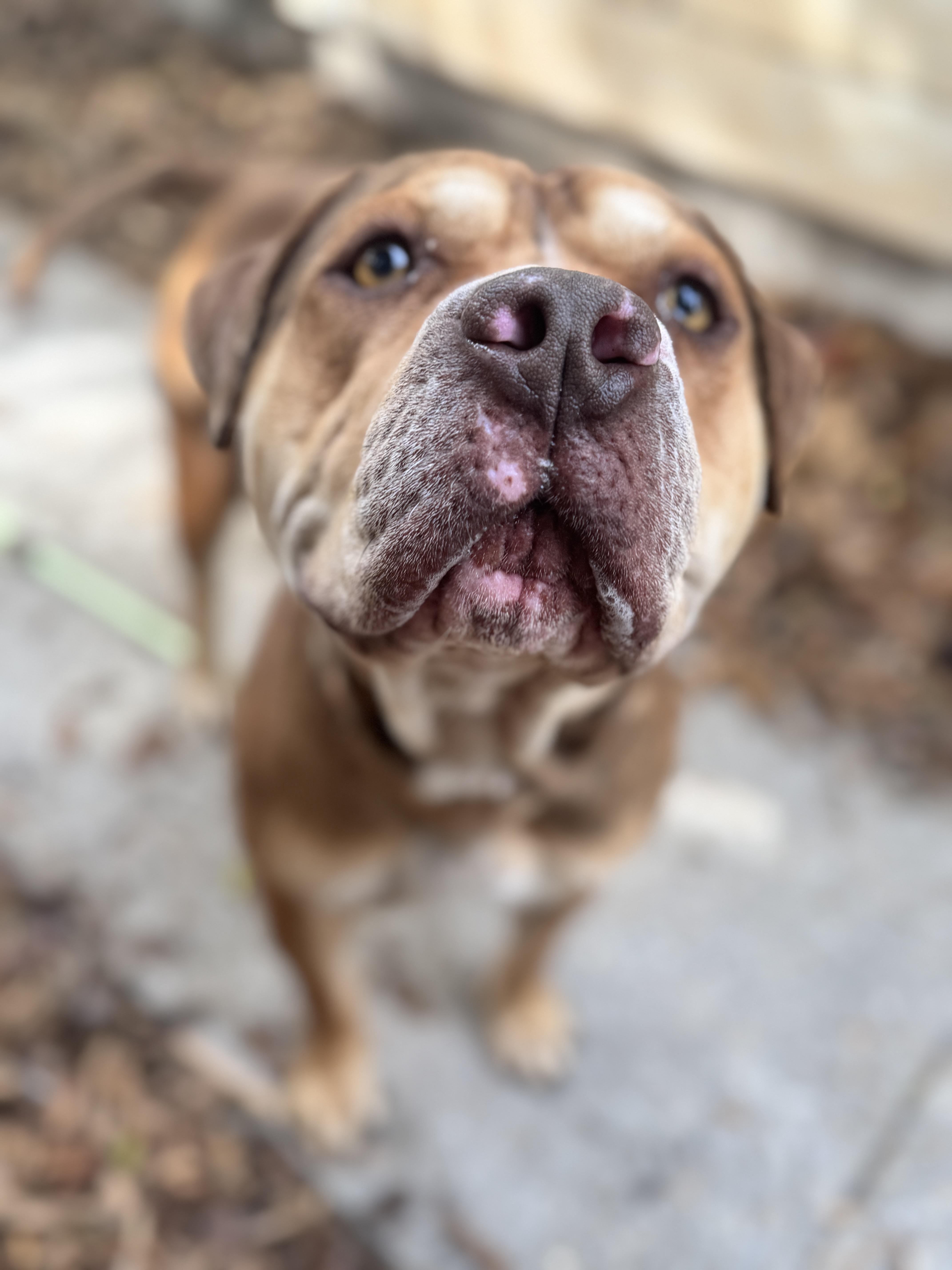 Enlarge Augustus , a ADOPTABLE mixed breed in Navarre, FL image 3/5