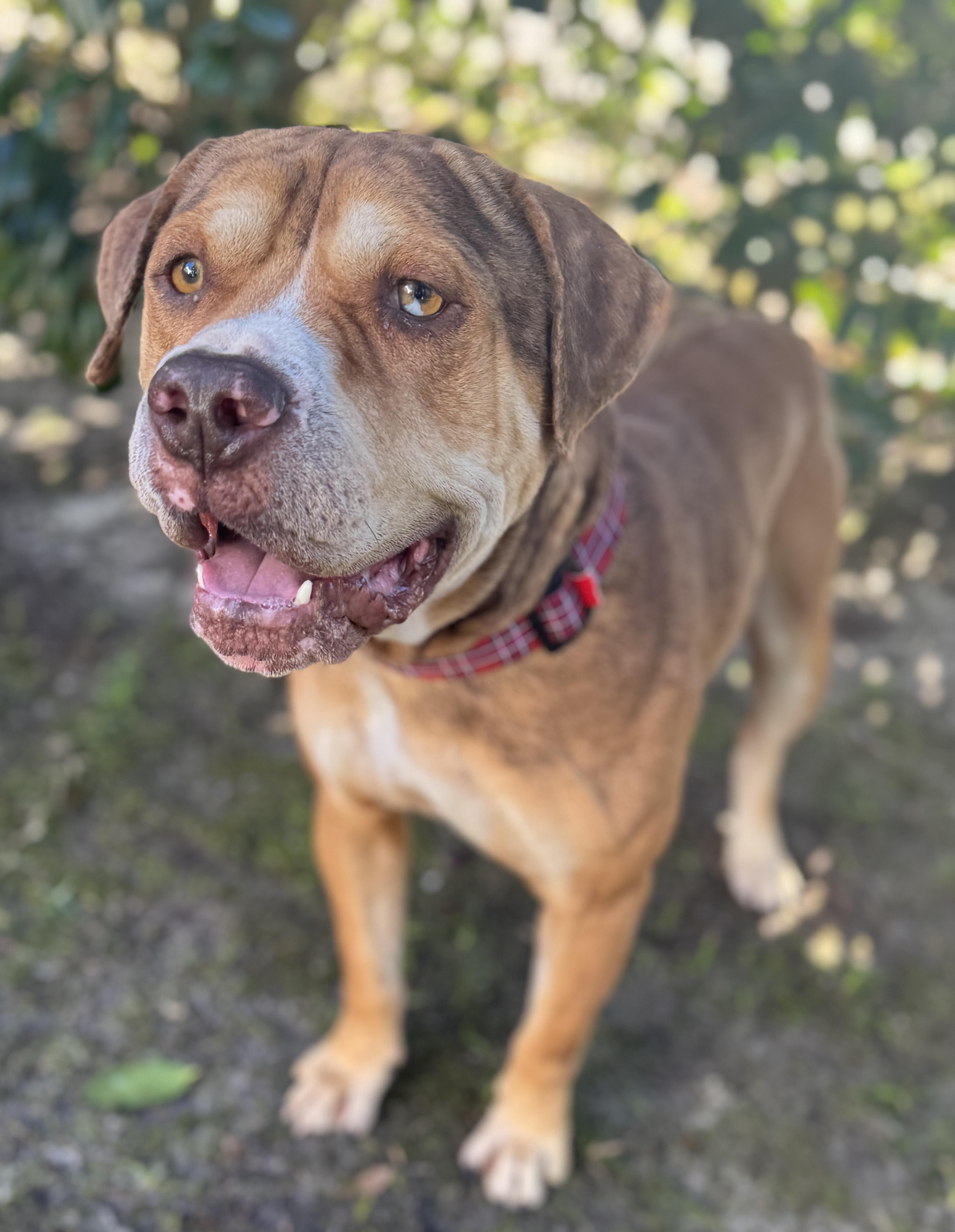 Enlarge Augustus , a ADOPTABLE mixed breed in Navarre, FL image 3/6
