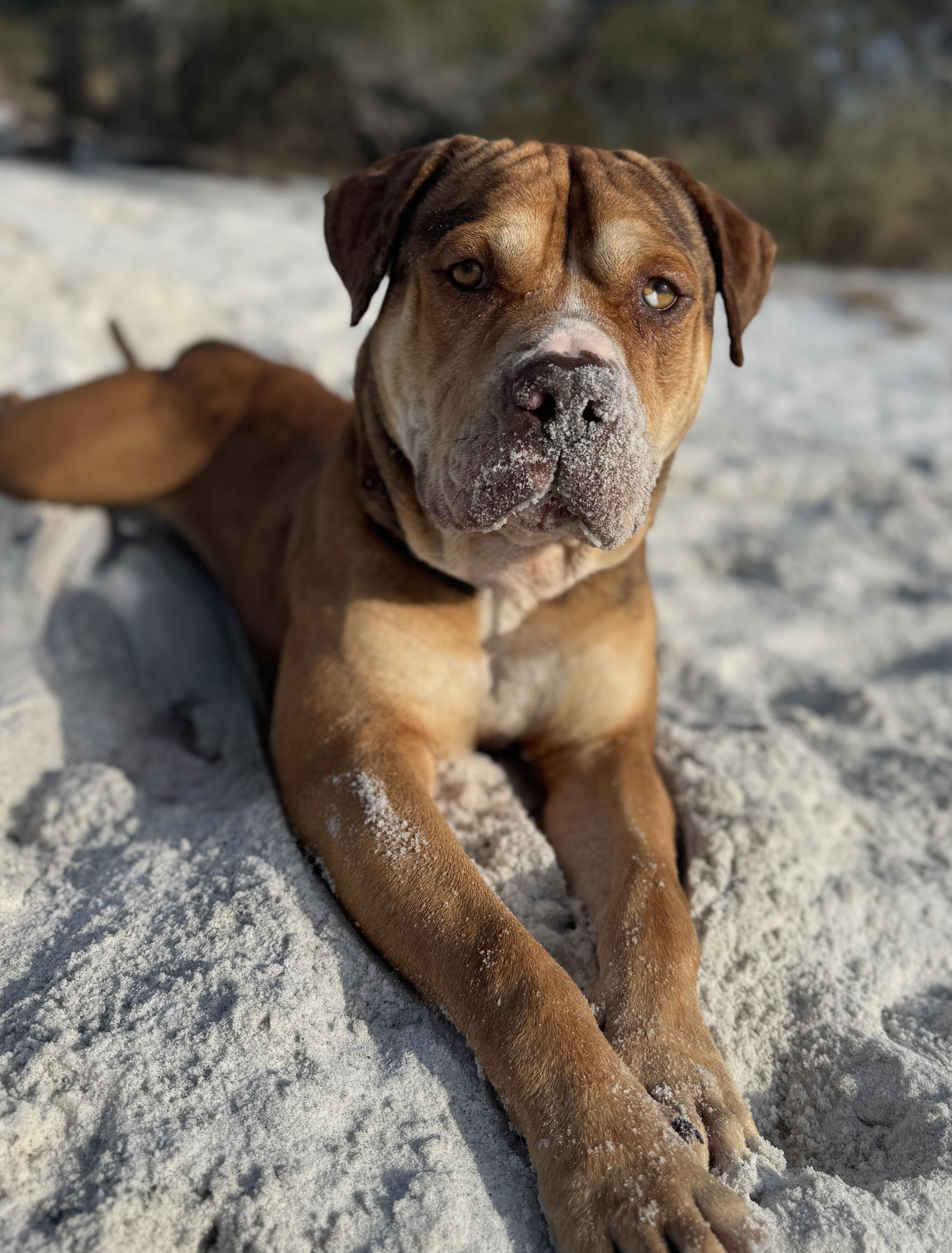 Enlarge Augustus , a ADOPTABLE mixed breed in Navarre, FL image 1/6