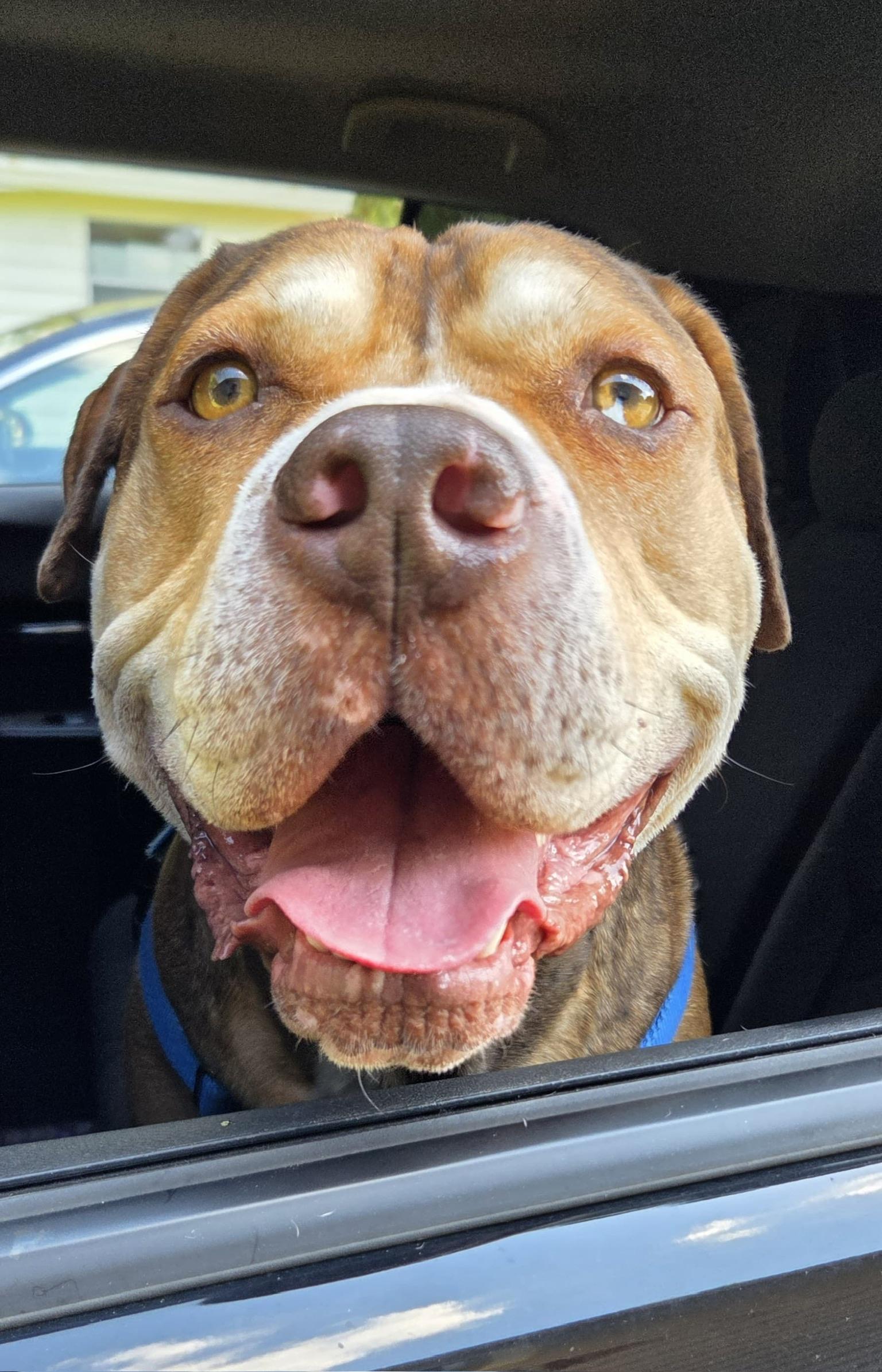 Gus , adoptable, Young Male American Staffordshire Terrier.