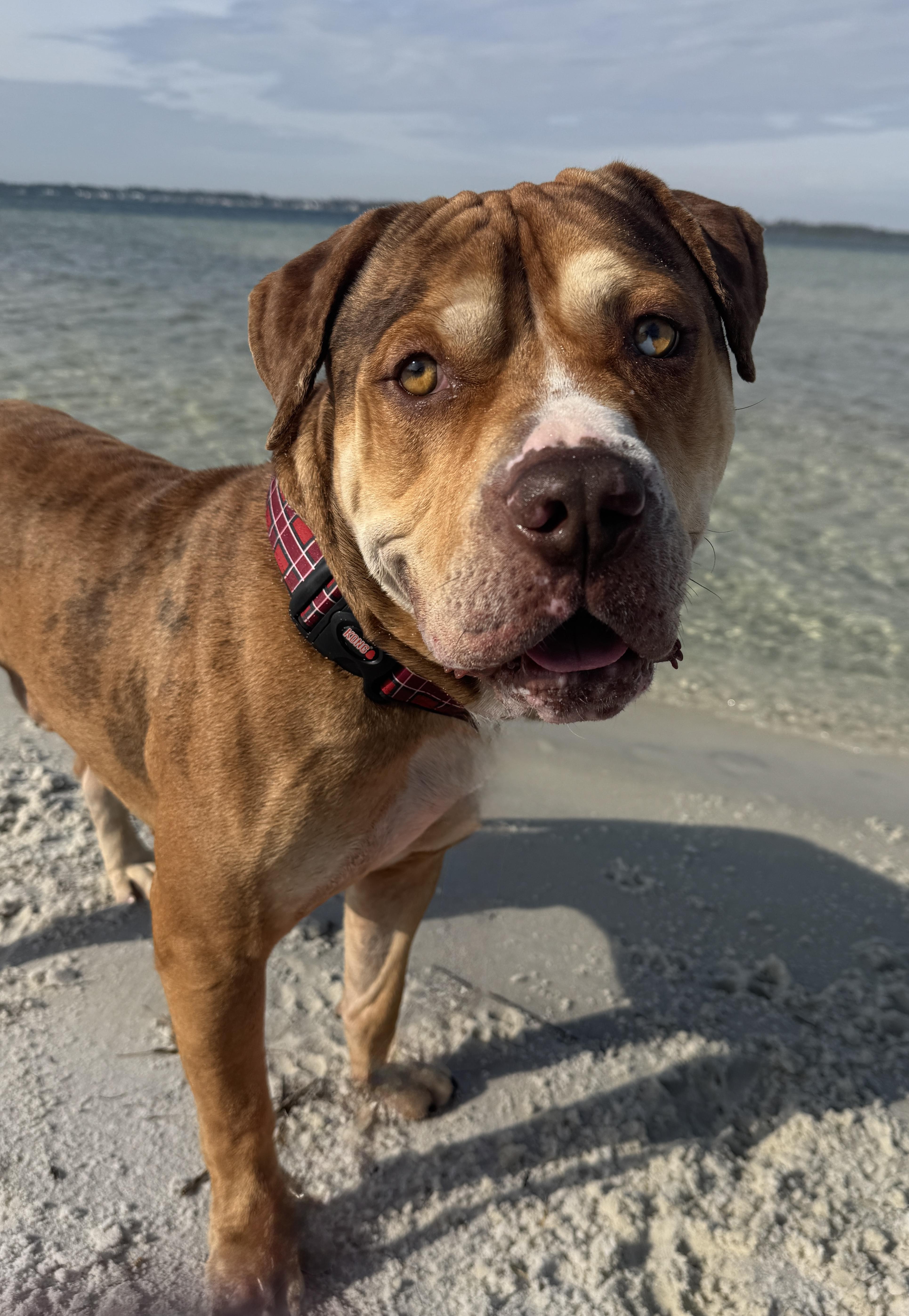 Enlarge Augustus , a ADOPTABLE mixed breed in Navarre, FL image 6/6