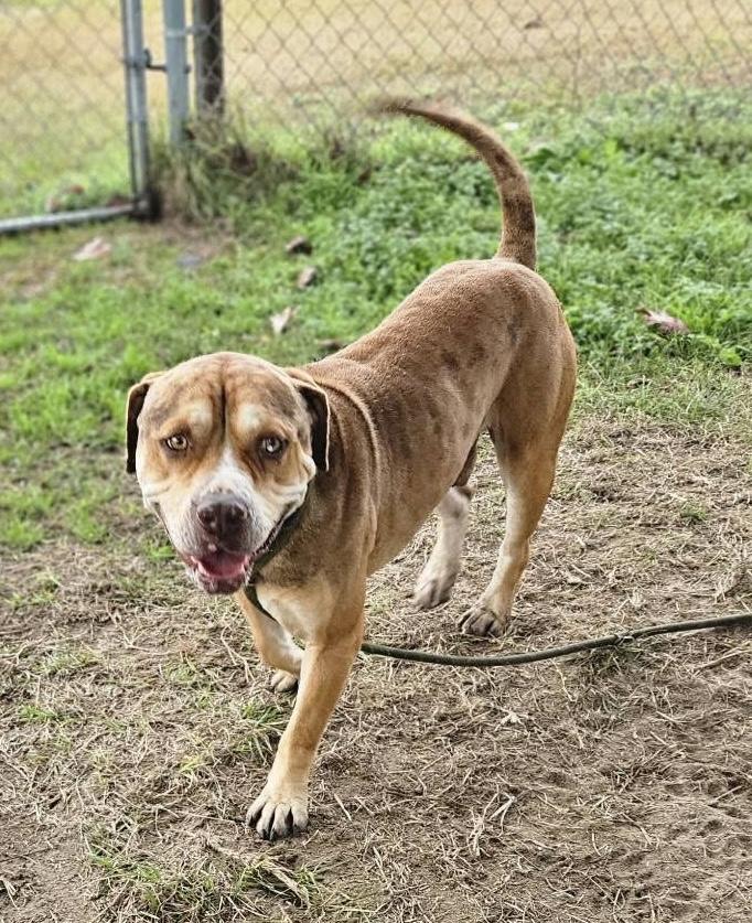 Enlarge Augustus , a ADOPTABLE mixed breed in Navarre, FL image 4/5