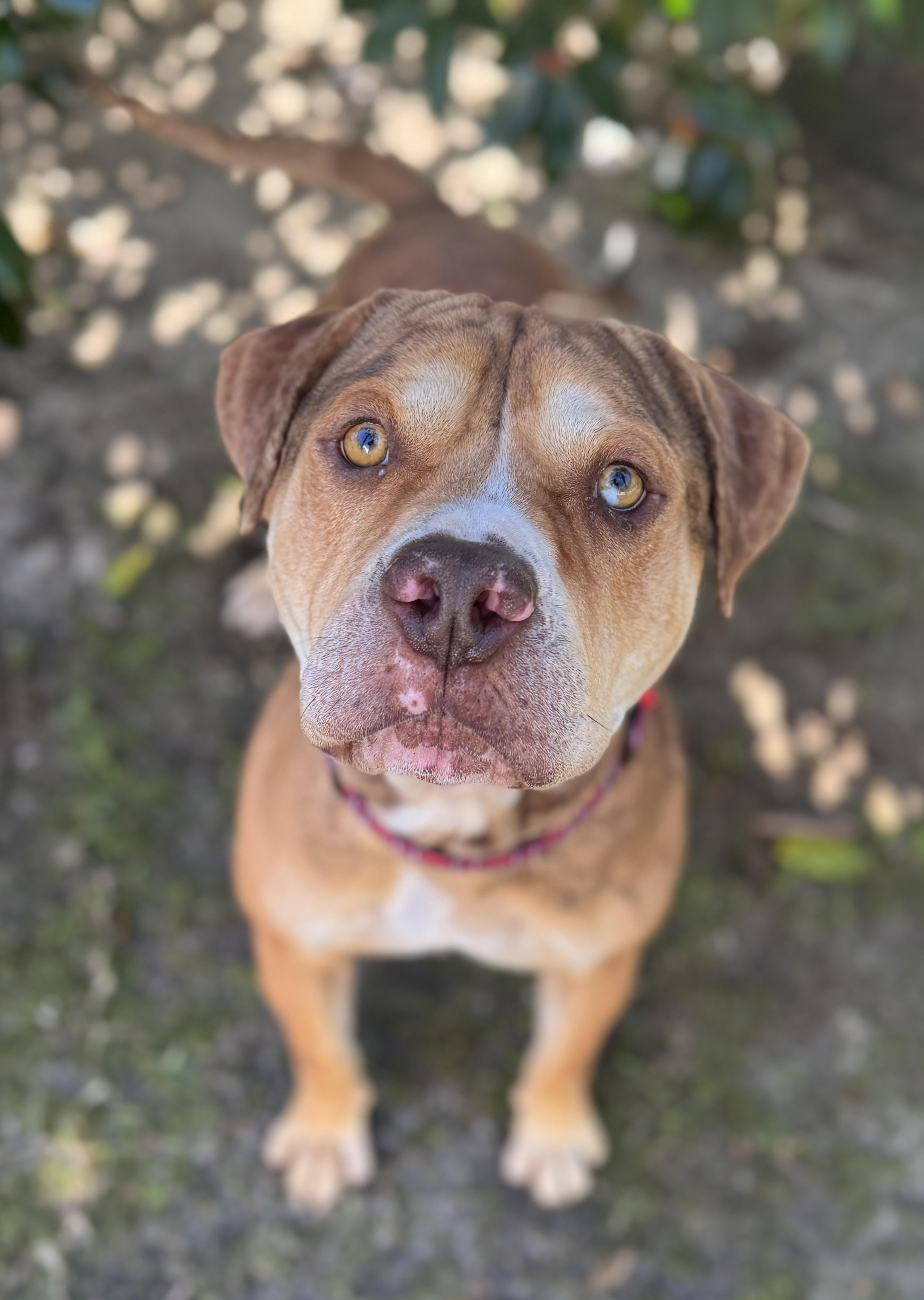 Enlarge Augustus , a ADOPTABLE mixed breed in Navarre, FL image 5/6