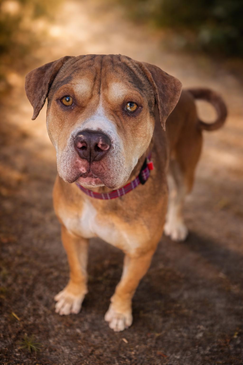 Augustus , an adoptable mixed breed in Navarre, FL image 1/6