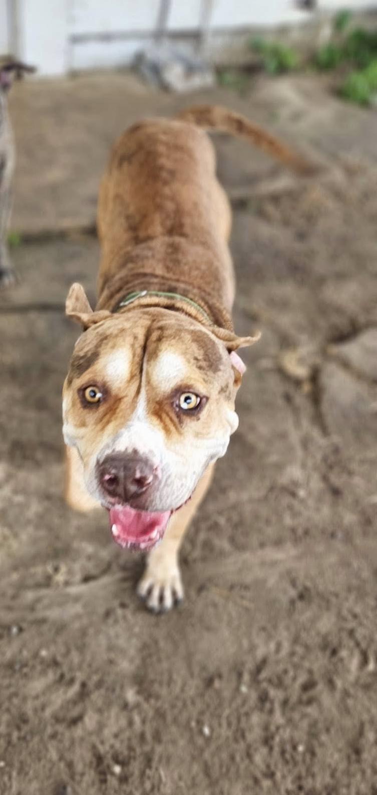 Enlarge Augustus , a ADOPTABLE mixed breed in Navarre, FL image 5/5