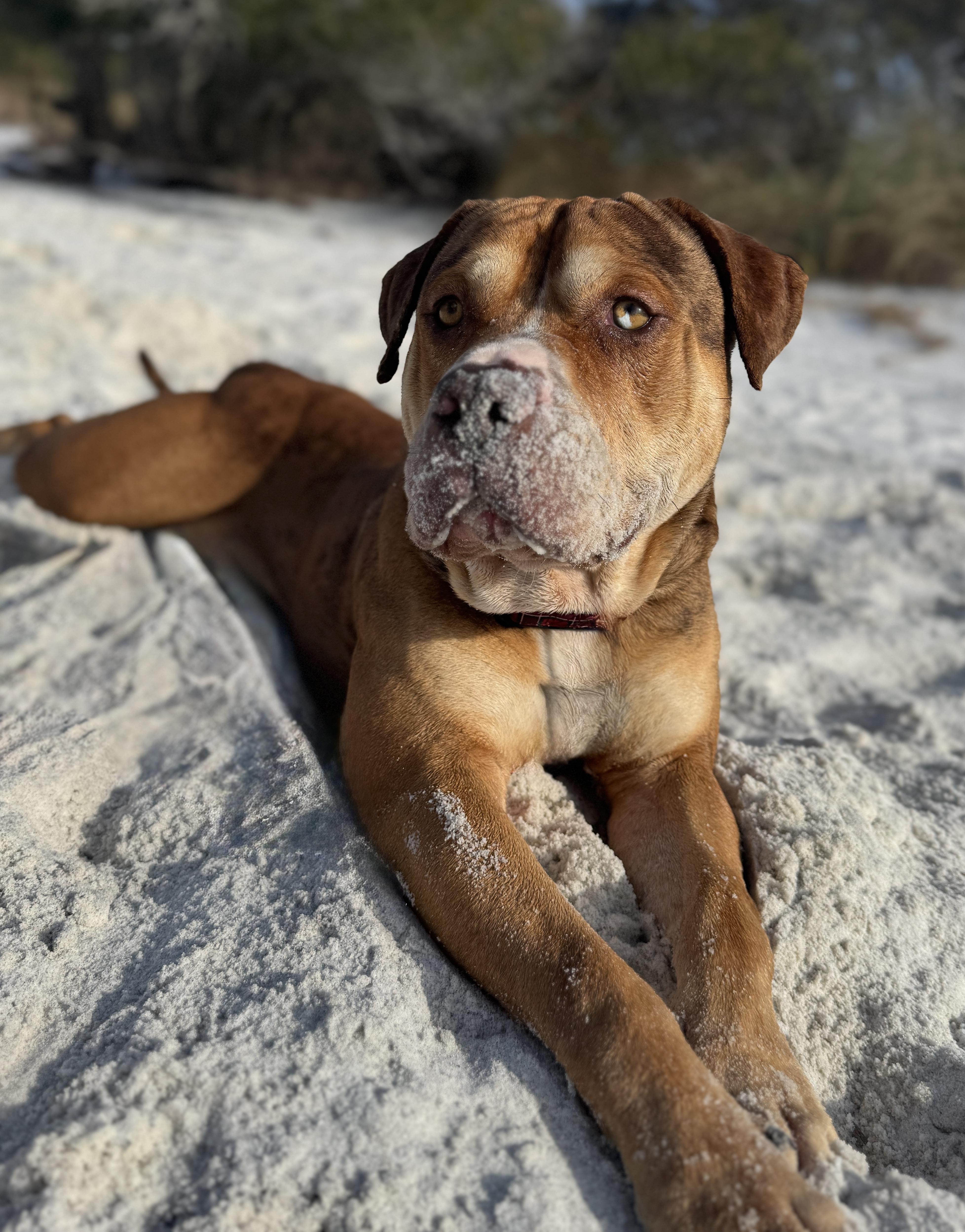 Enlarge Augustus , a ADOPTABLE mixed breed in Navarre, FL image 2/6
