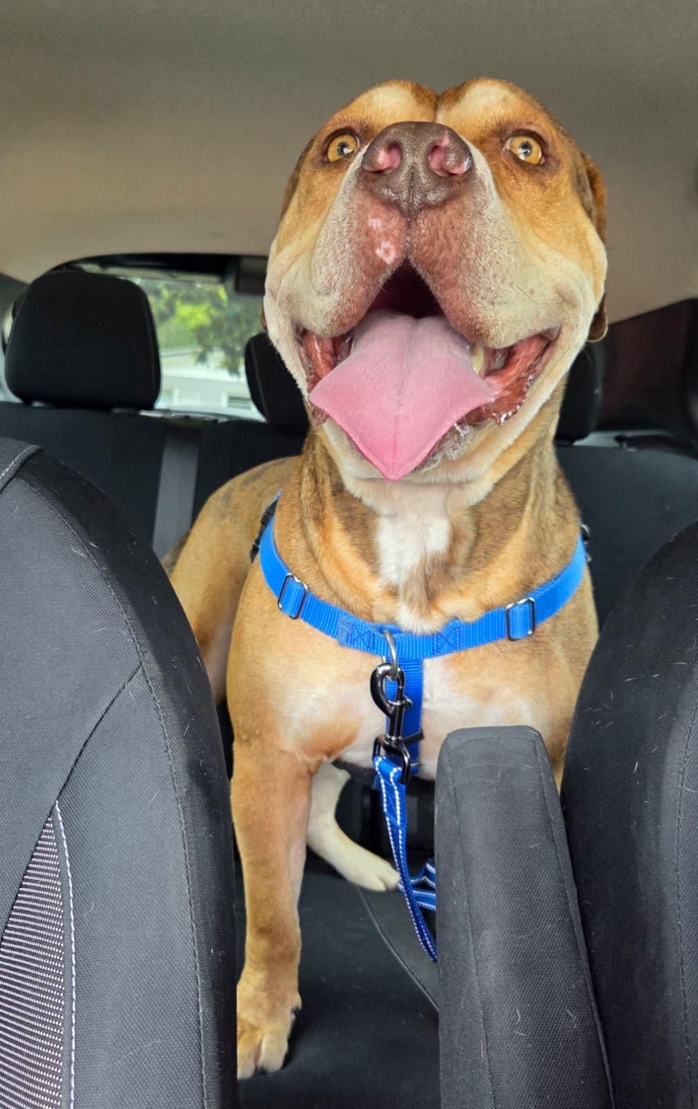 Gus , an adoptable mixed breed in Navarre, FL image 6/6