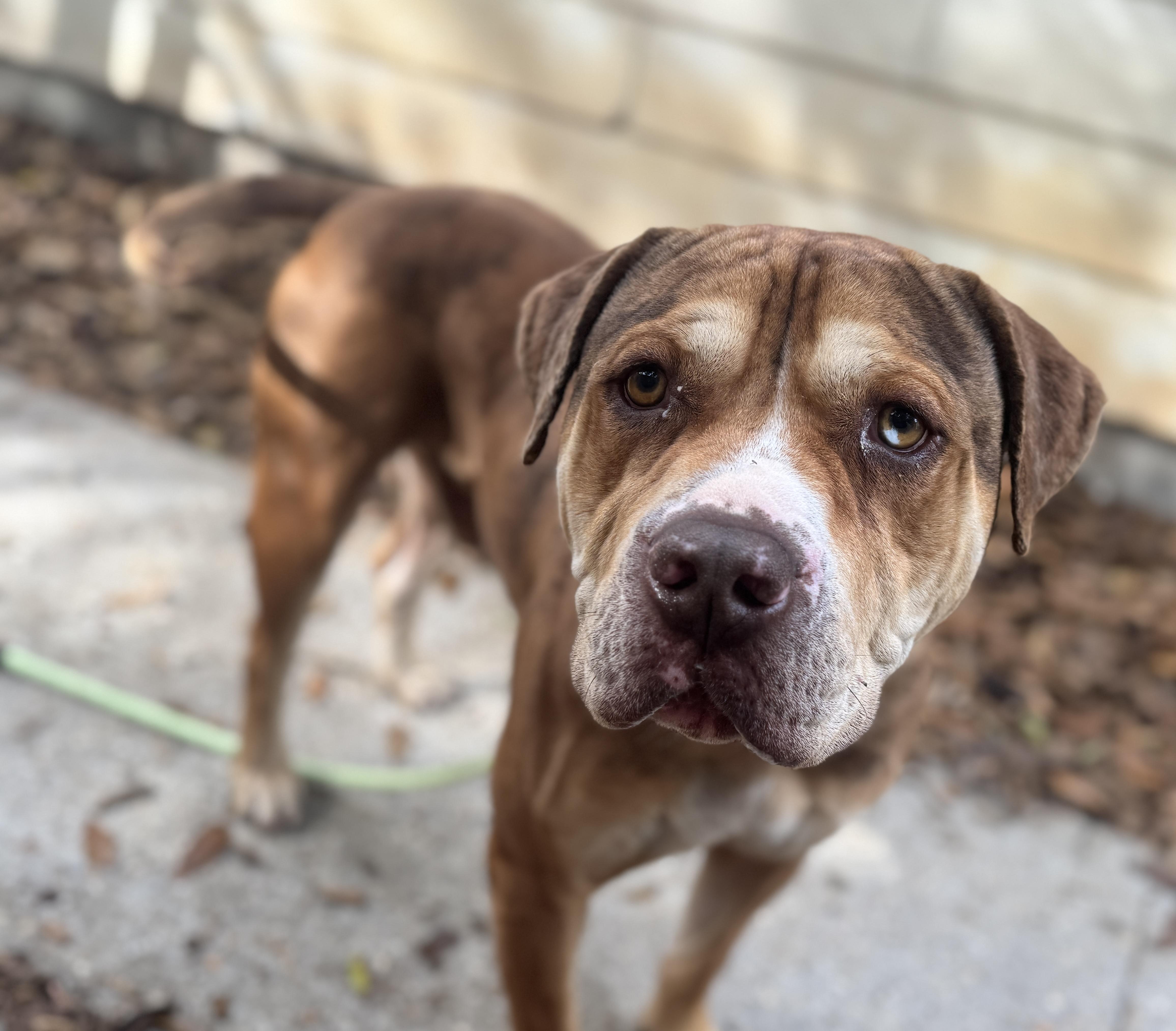 Enlarge Augustus , a ADOPTABLE mixed breed in Navarre, FL image 2/5